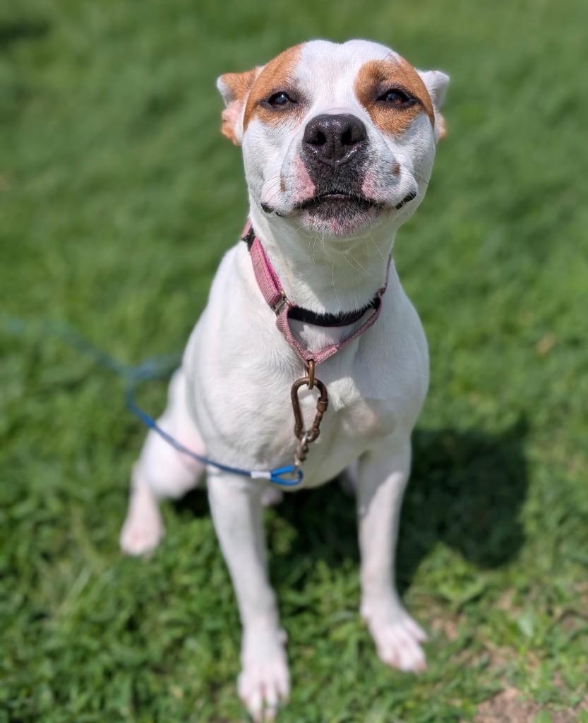 Nacho, Adoptable, Young Male Terrier.
