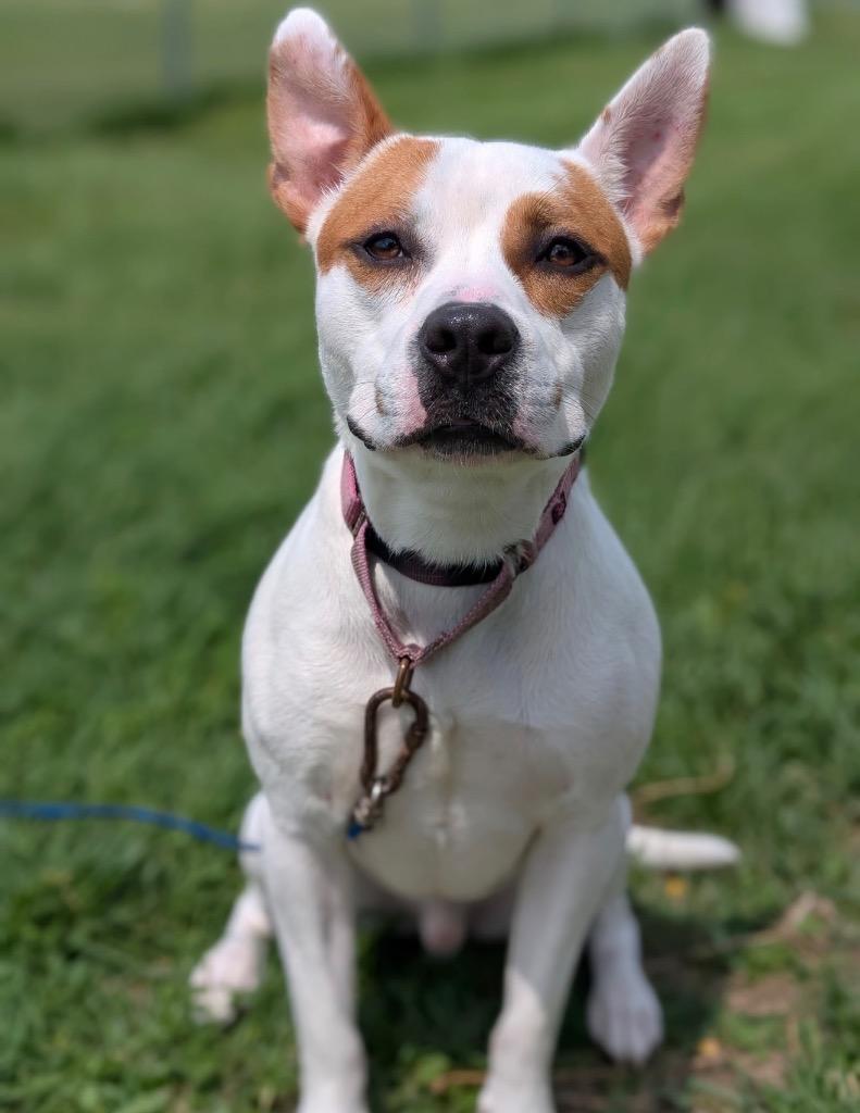 Enlarge Nacho, a Adoptable mixed breed in Defiance, OH image 2/6