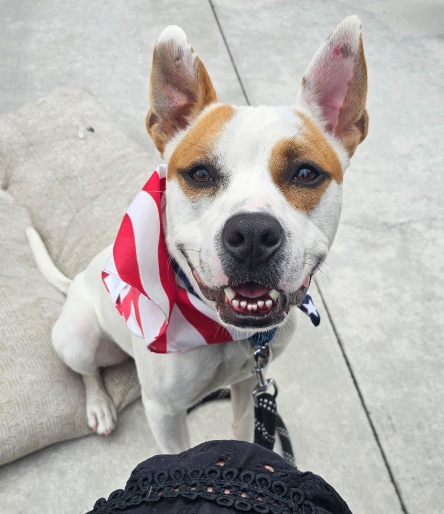 Nacho - PENDING ADOPTION, a Adoptable mixed breed in Defiance, OH image 3/6