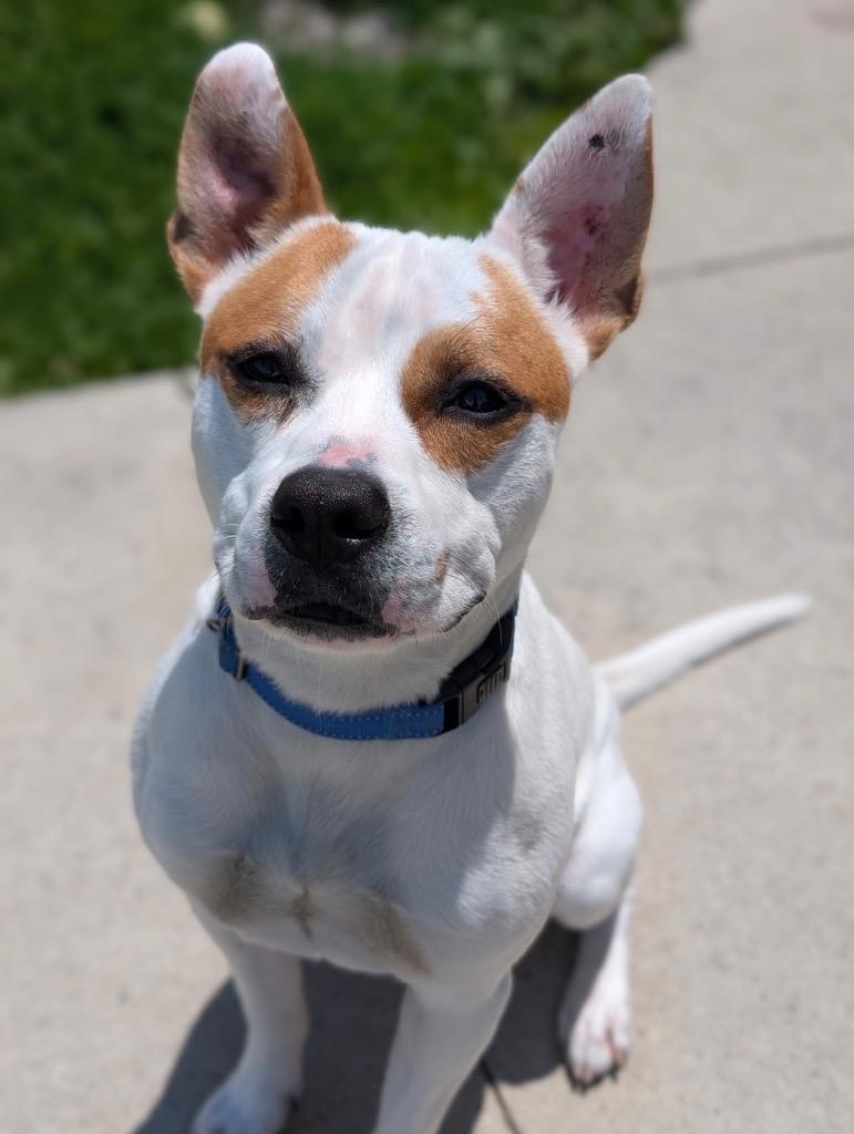 Enlarge Nacho, a Adoptable mixed breed in Defiance, OH image 3/6