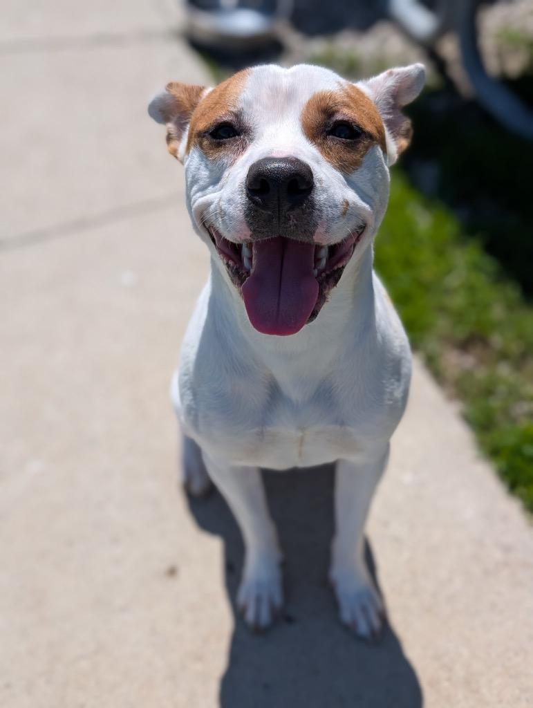Enlarge Nacho, a Adoptable mixed breed in Defiance, OH image 4/6