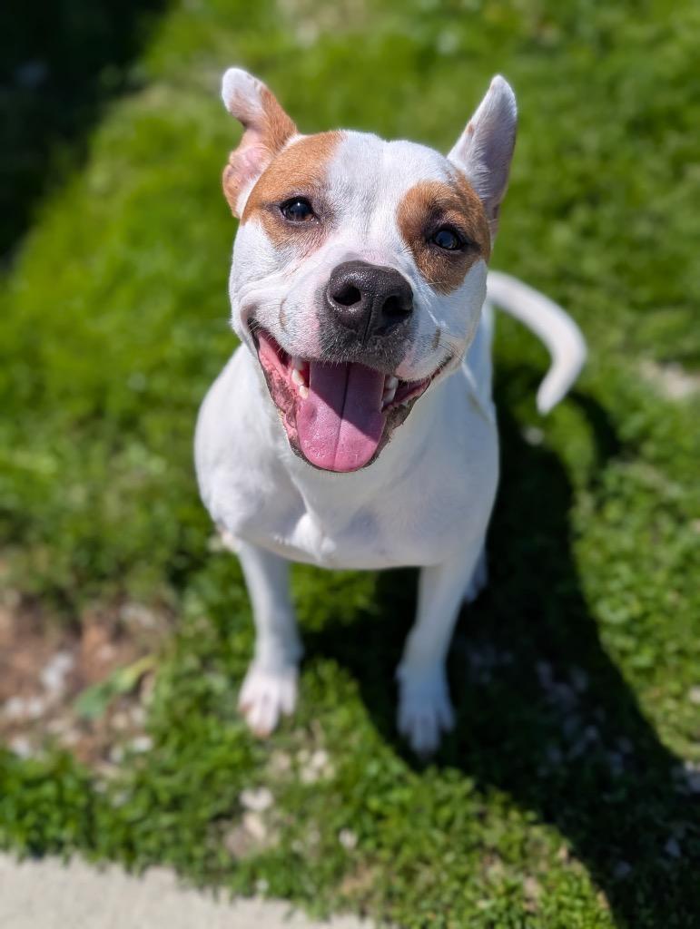 Enlarge Nacho, a Adoptable mixed breed in Defiance, OH image 5/6