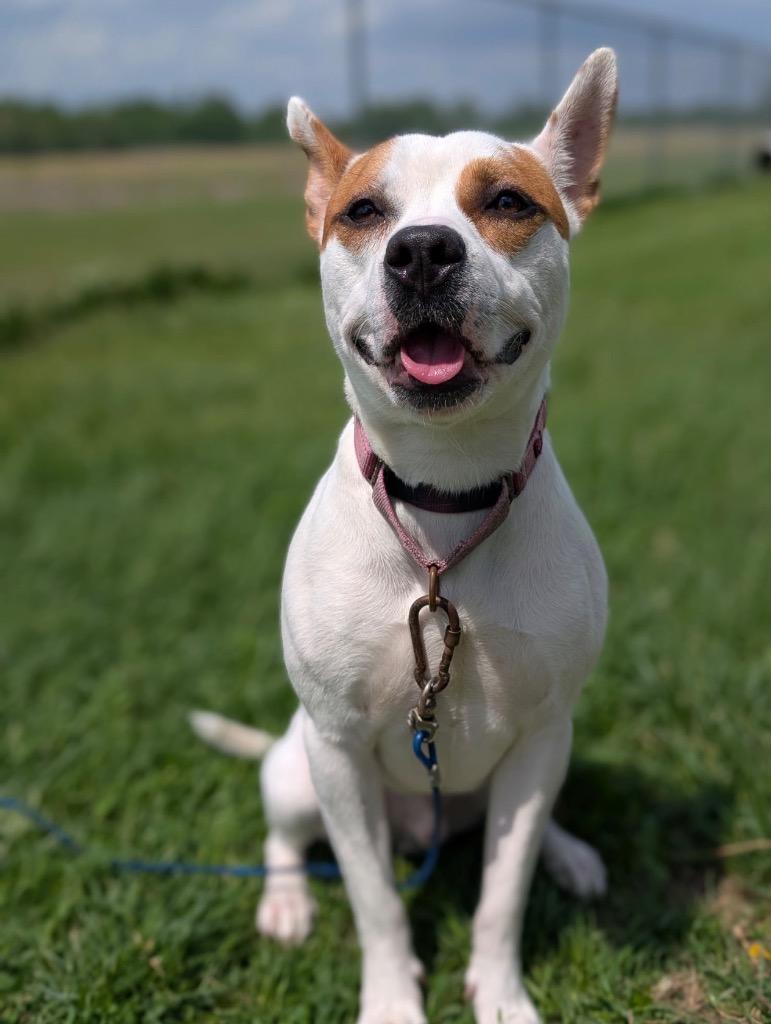 Enlarge Nacho, a Adoptable mixed breed in Defiance, OH image 6/6