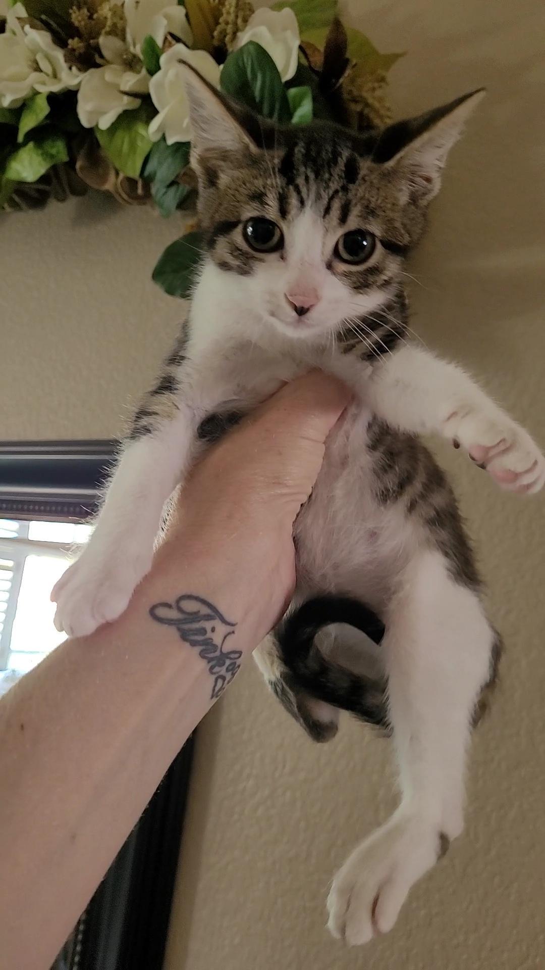 Enlarge FUDGE, a ADOPTABLE mixed breed in Escalon, CA image 1/6