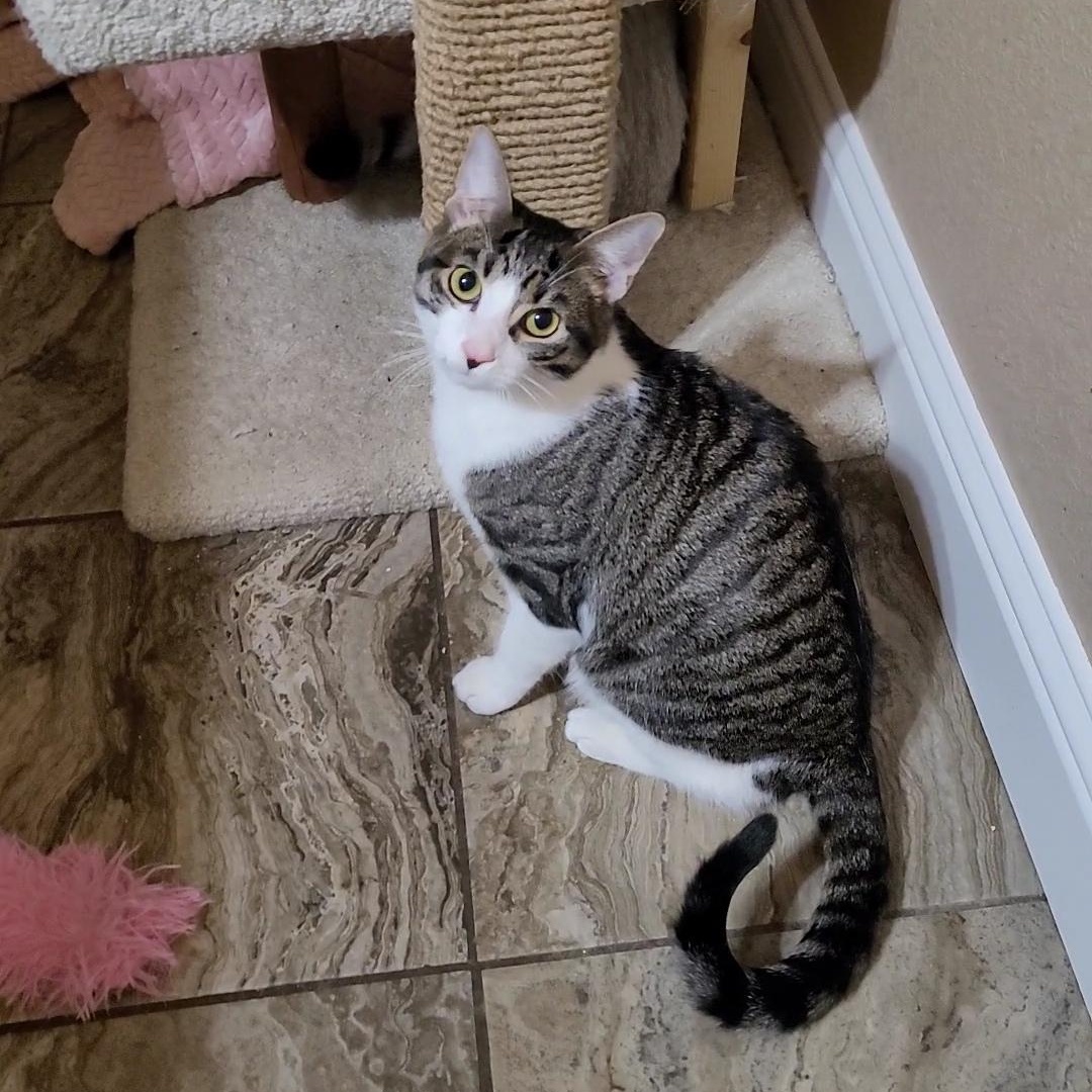 Enlarge FUDGE, a ADOPTABLE mixed breed in Escalon, CA image 6/6