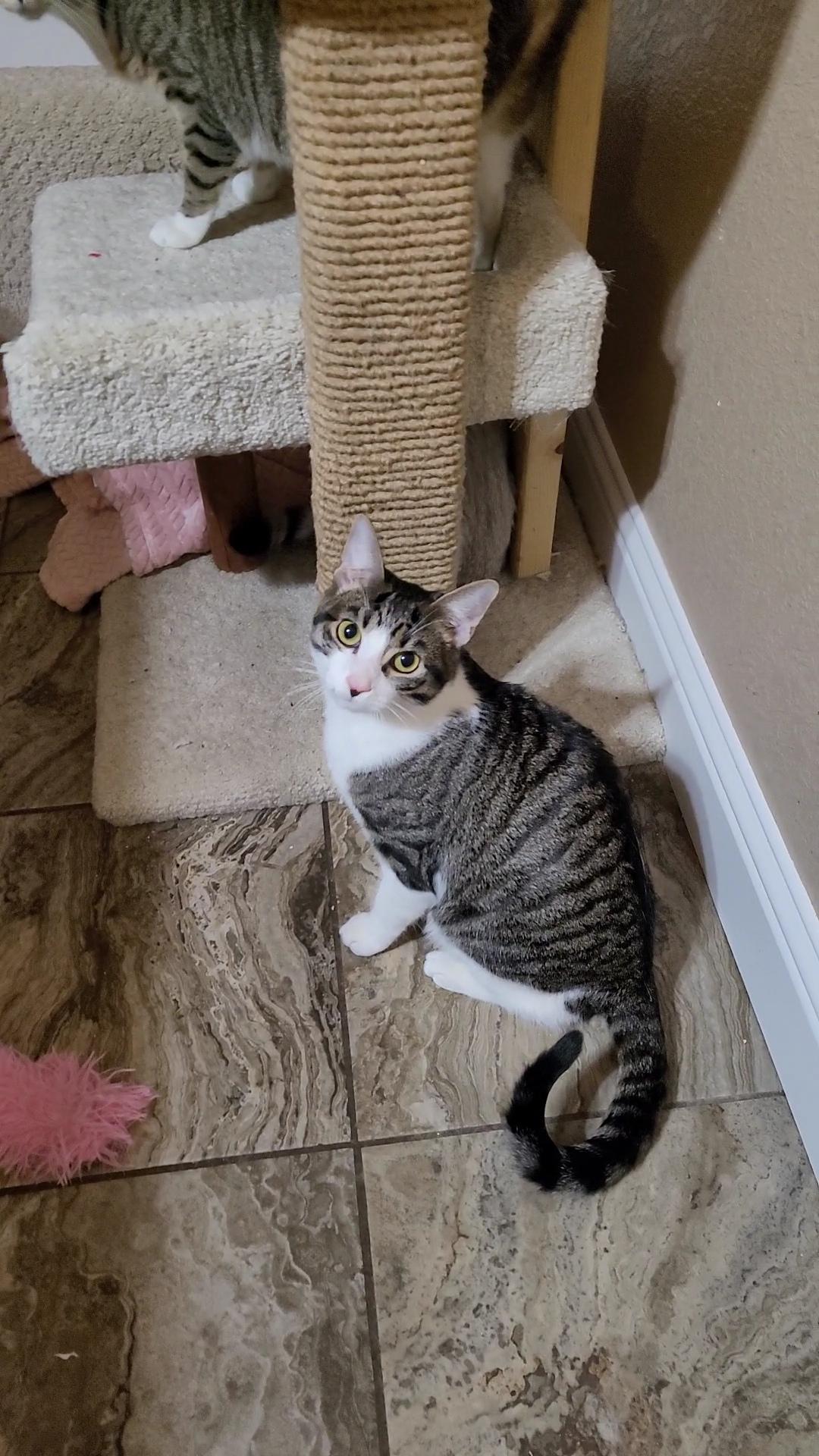 Enlarge FUDGE, a ADOPTABLE mixed breed in Escalon, CA image 2/6