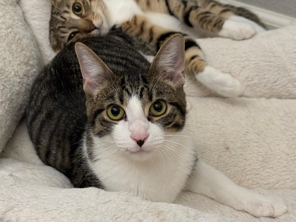 FUDGE, ADOPTABLE, Young Male Tabby & Domestic Short Hair.