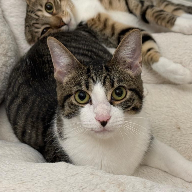 Enlarge FUDGE, a ADOPTABLE mixed breed in Escalon, CA image 1/6