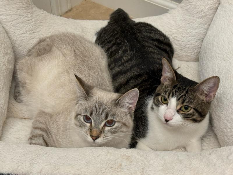 FUDGE, ADOPTABLE, Young Male Tabby & Domestic Short Hair.