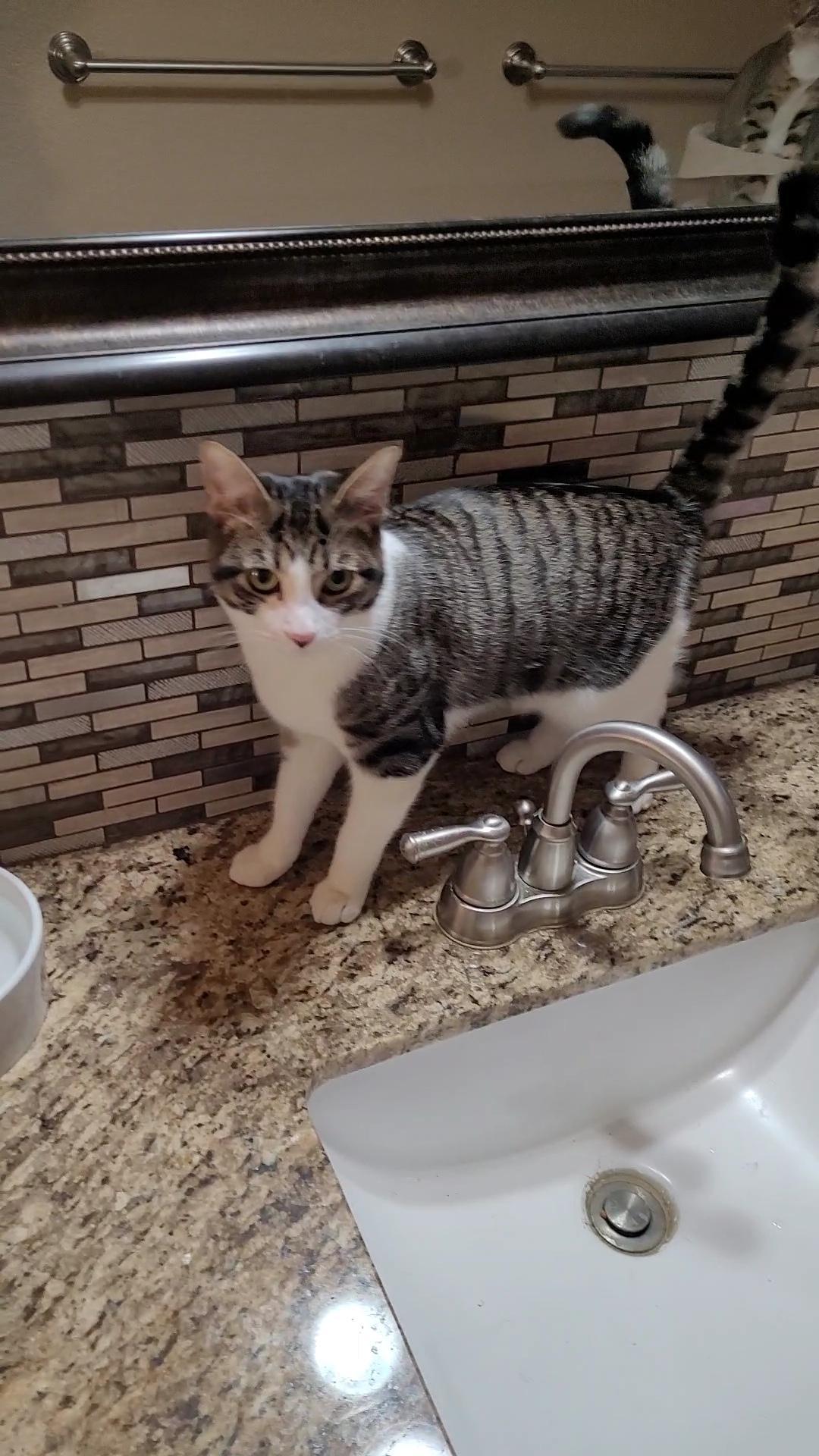 Enlarge FUDGE, a ADOPTABLE mixed breed in Escalon, CA image 6/6