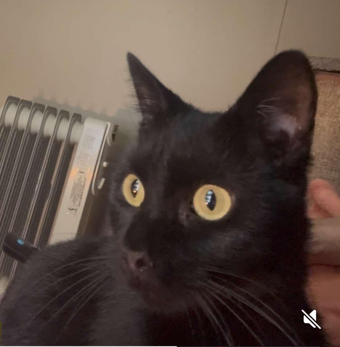 Lucky, Adoptable, Adult Male Domestic Short Hair.