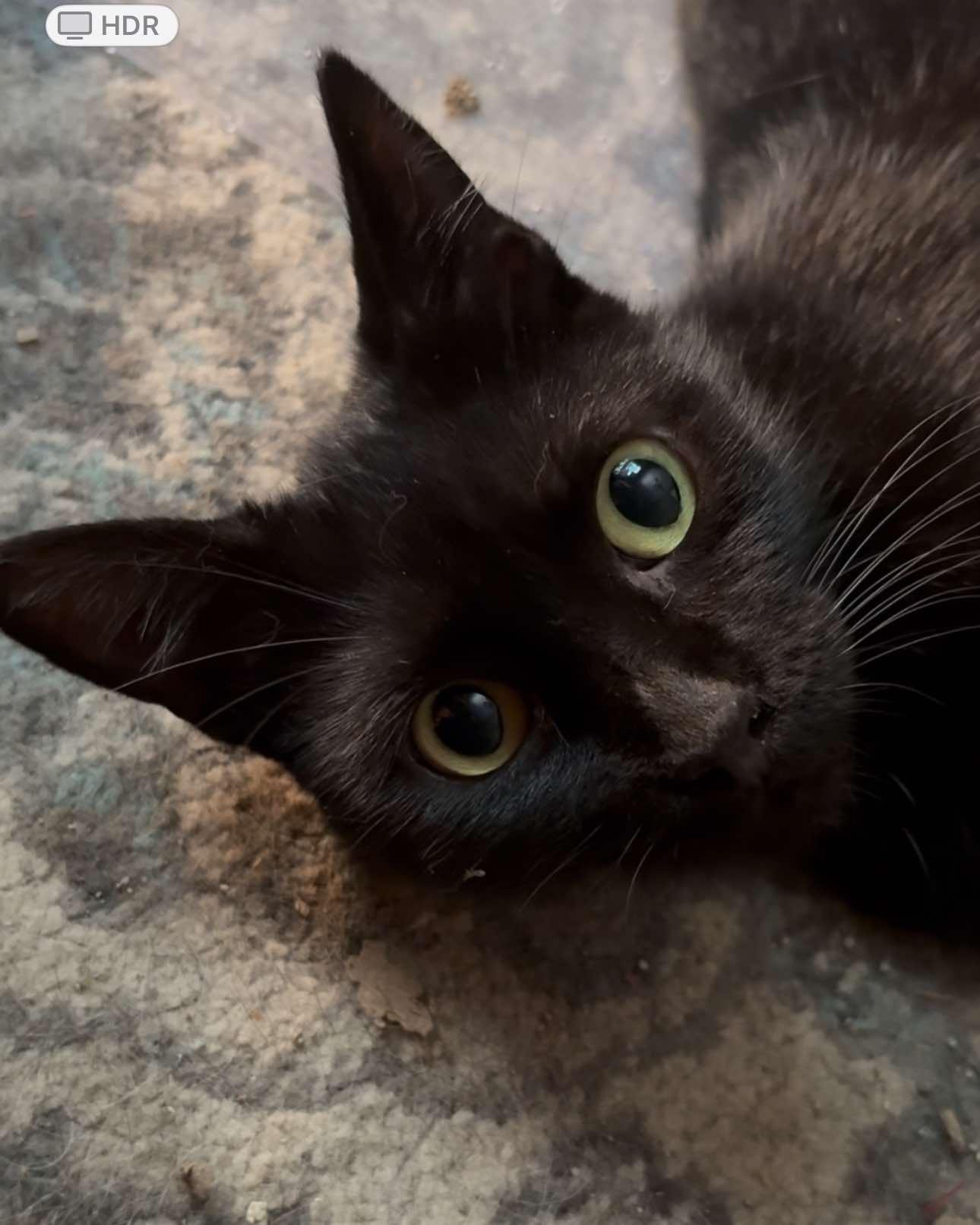 Lucky, a Adoptable Domestic Short Hair in Mount Pleasant, TX image 4/6