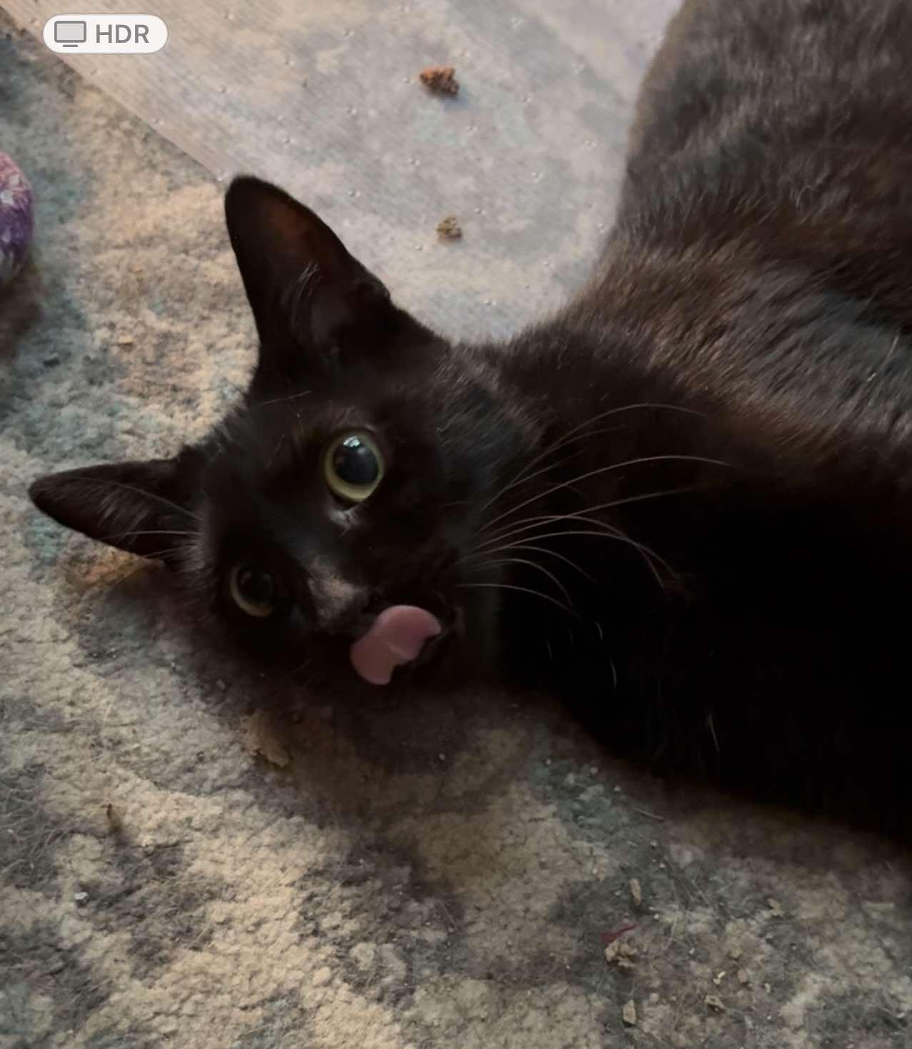 Lucky, a Adoptable Domestic Short Hair in Mount Pleasant, TX image 3/6