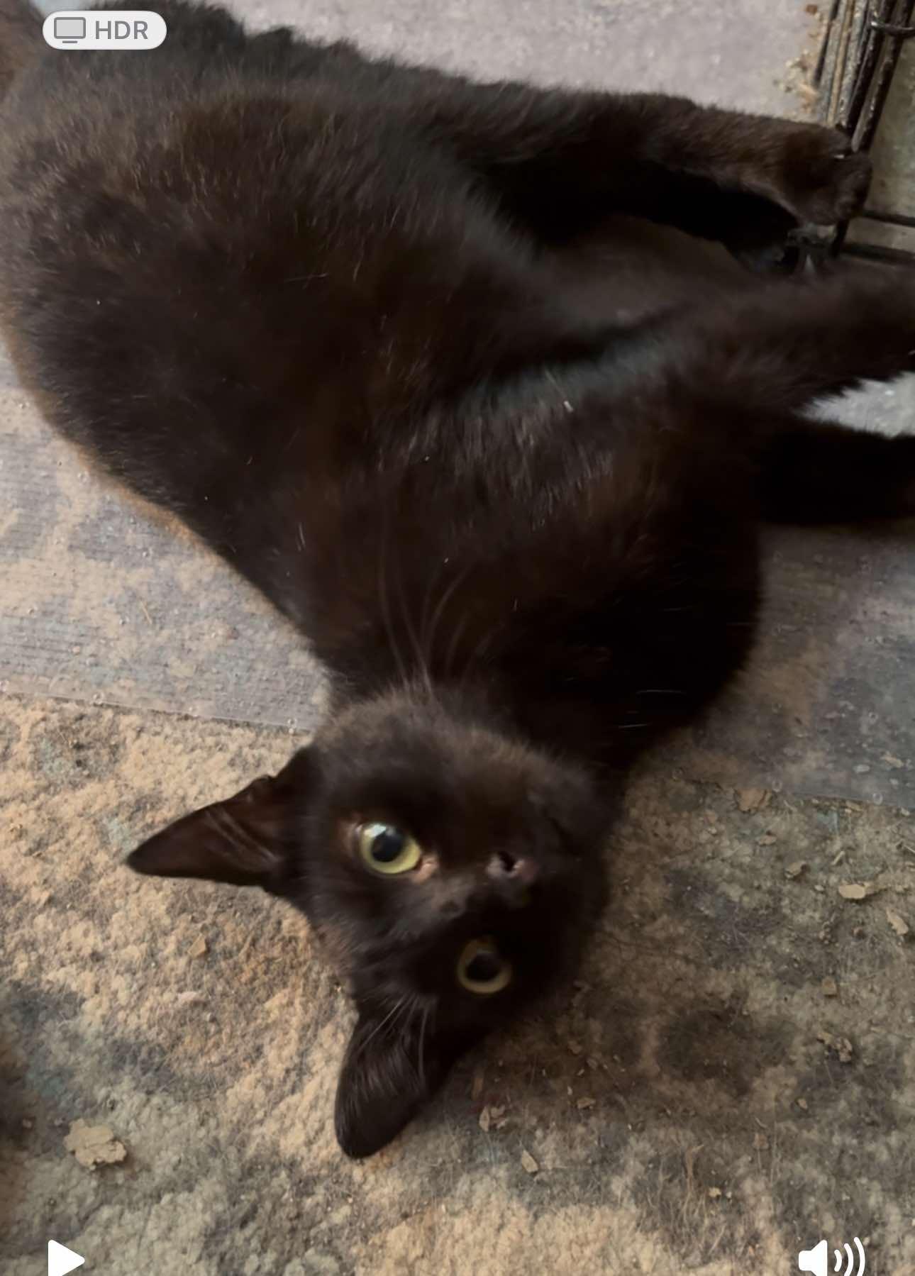 Lucky, a Adoptable Domestic Short Hair in Mount Pleasant, TX image 6/6