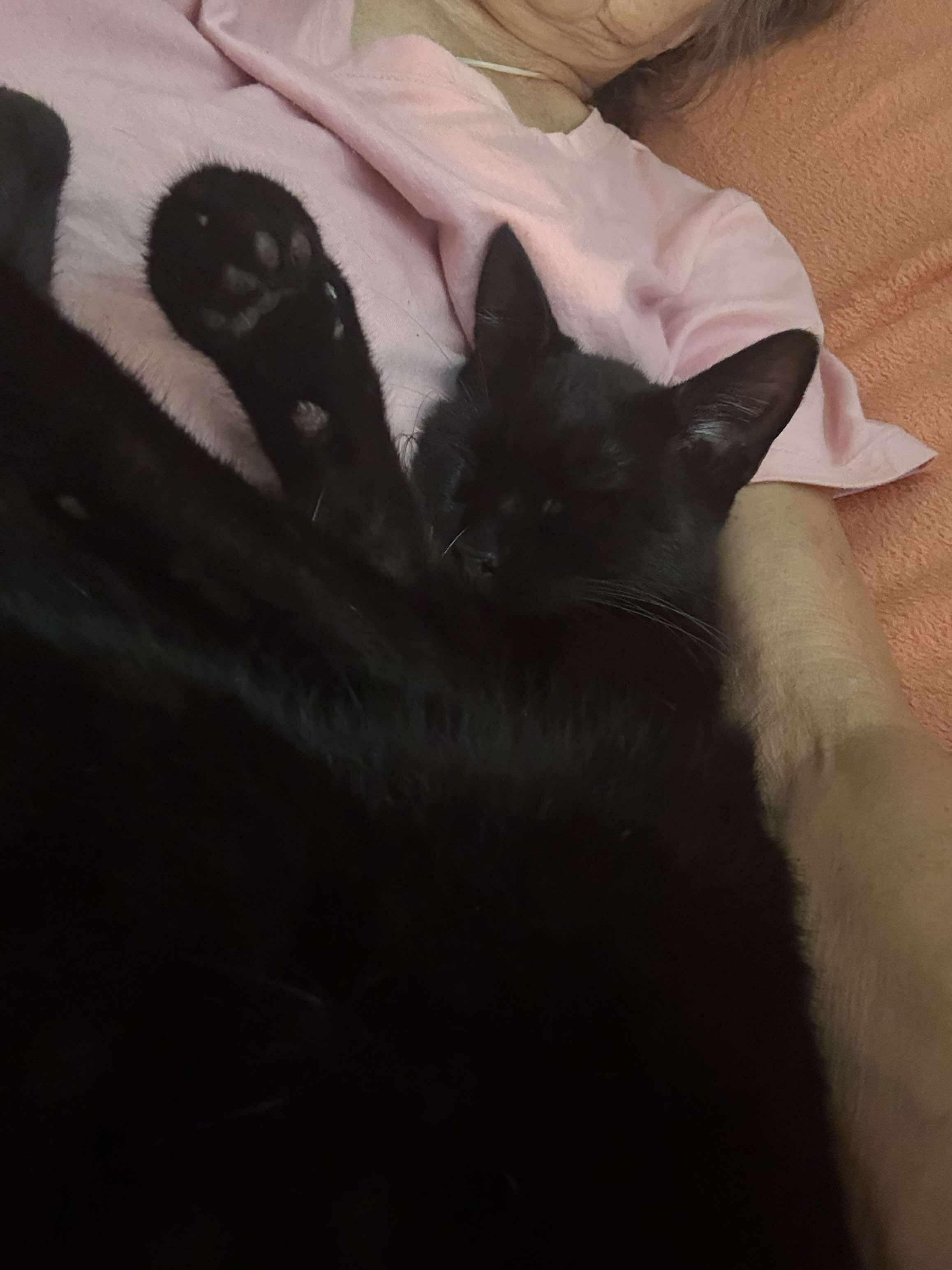 Lucky, a Adoptable Domestic Short Hair in Mount Pleasant, TX image 5/6