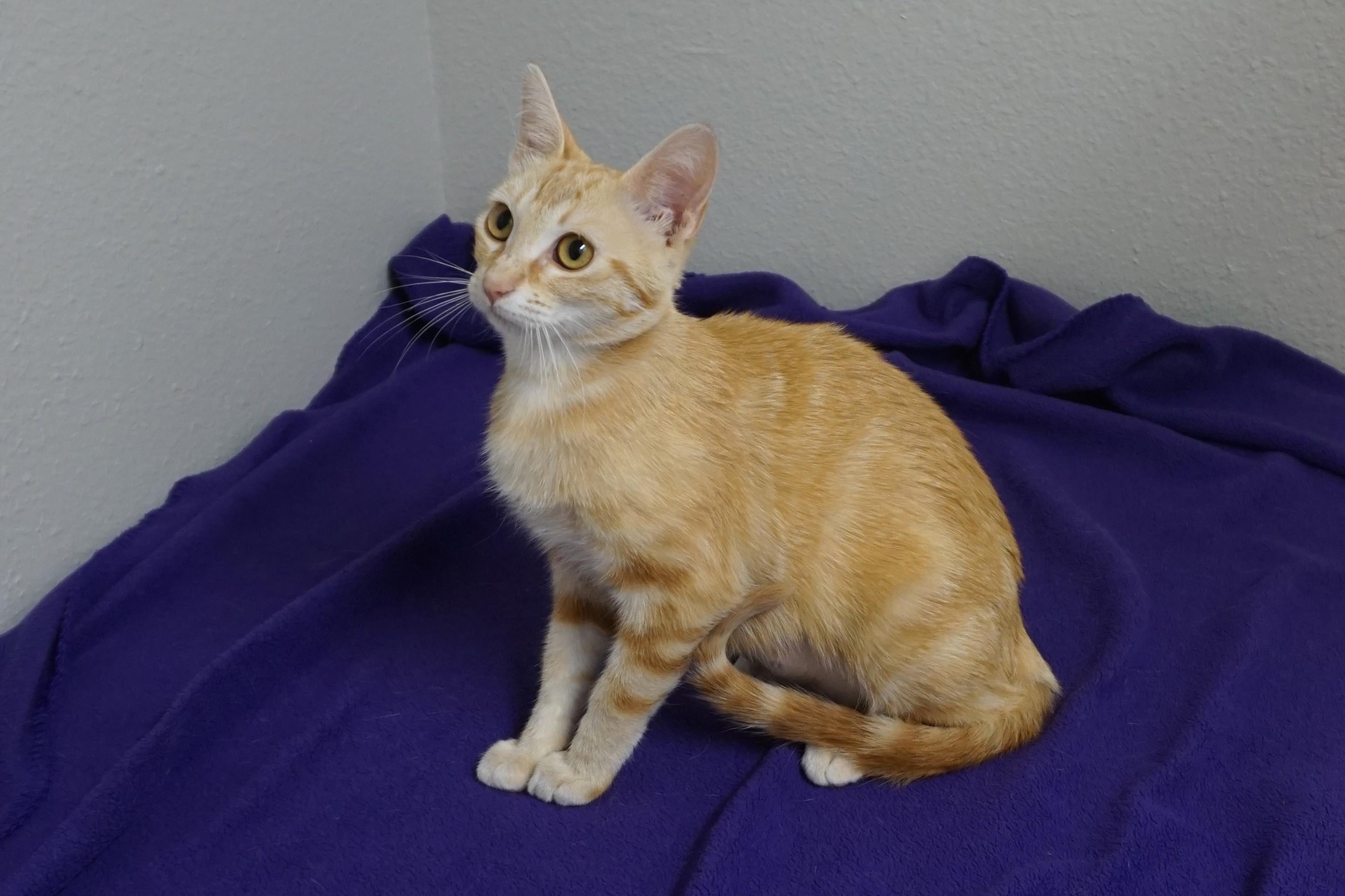 Enlarge Salina, an adopted Domestic Short Hair in Fountain Hills, AZ image 3/4