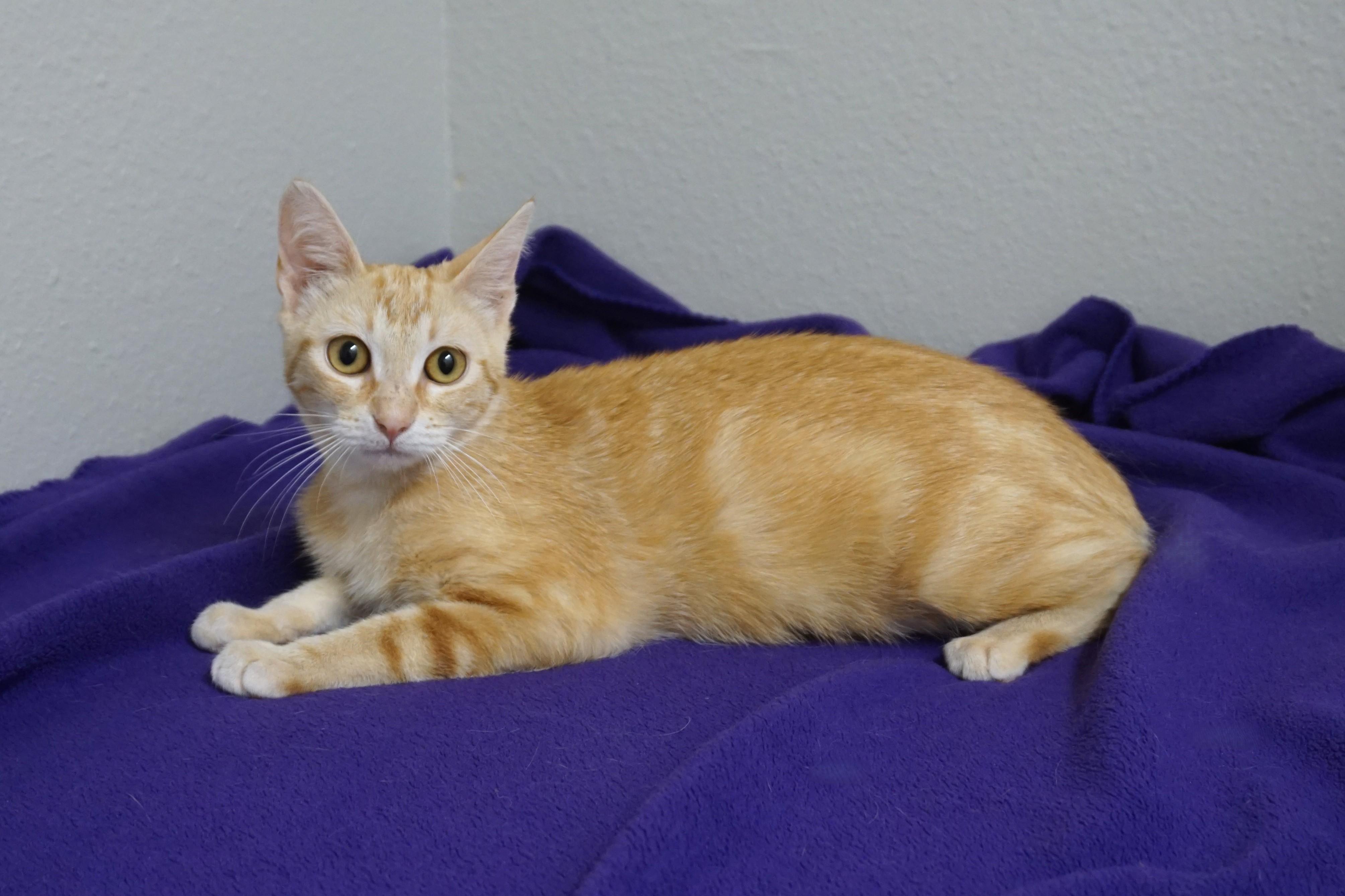 Enlarge Salina, an adopted Domestic Short Hair in Fountain Hills, AZ image 2/4