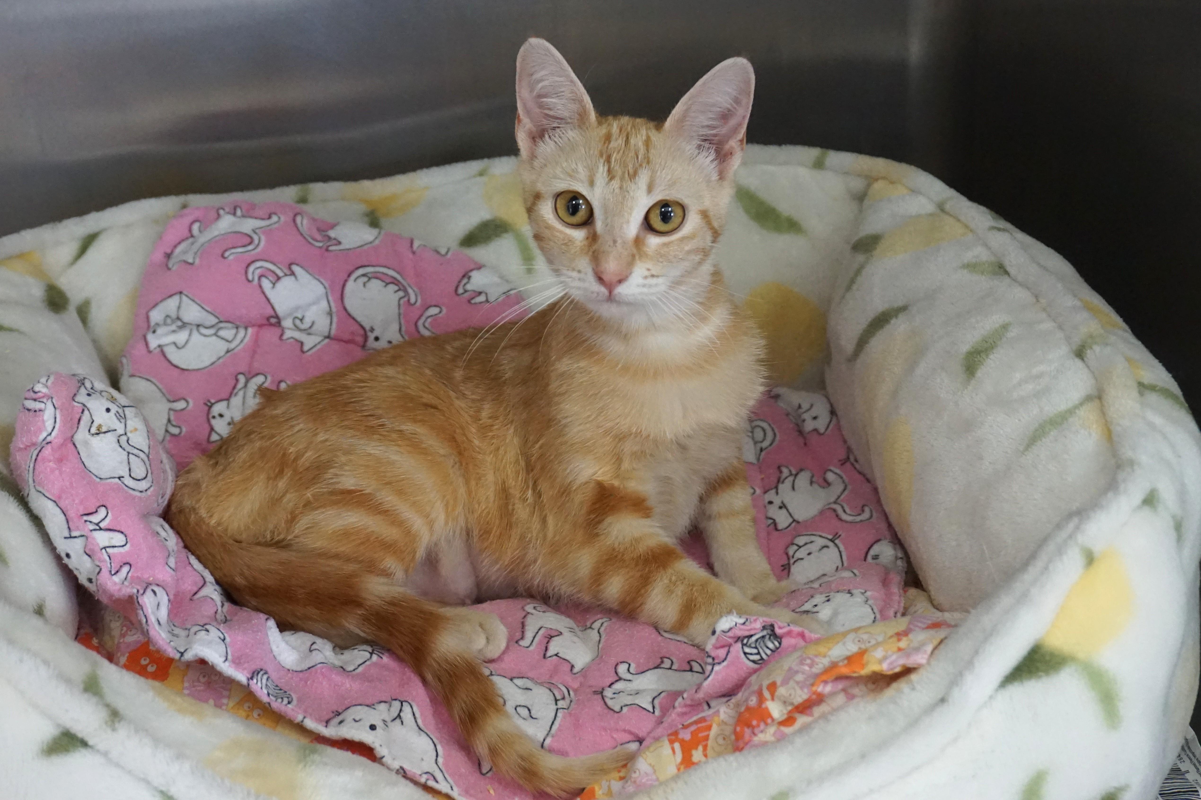 Enlarge Salina, an adopted Domestic Short Hair in Fountain Hills, AZ image 4/4