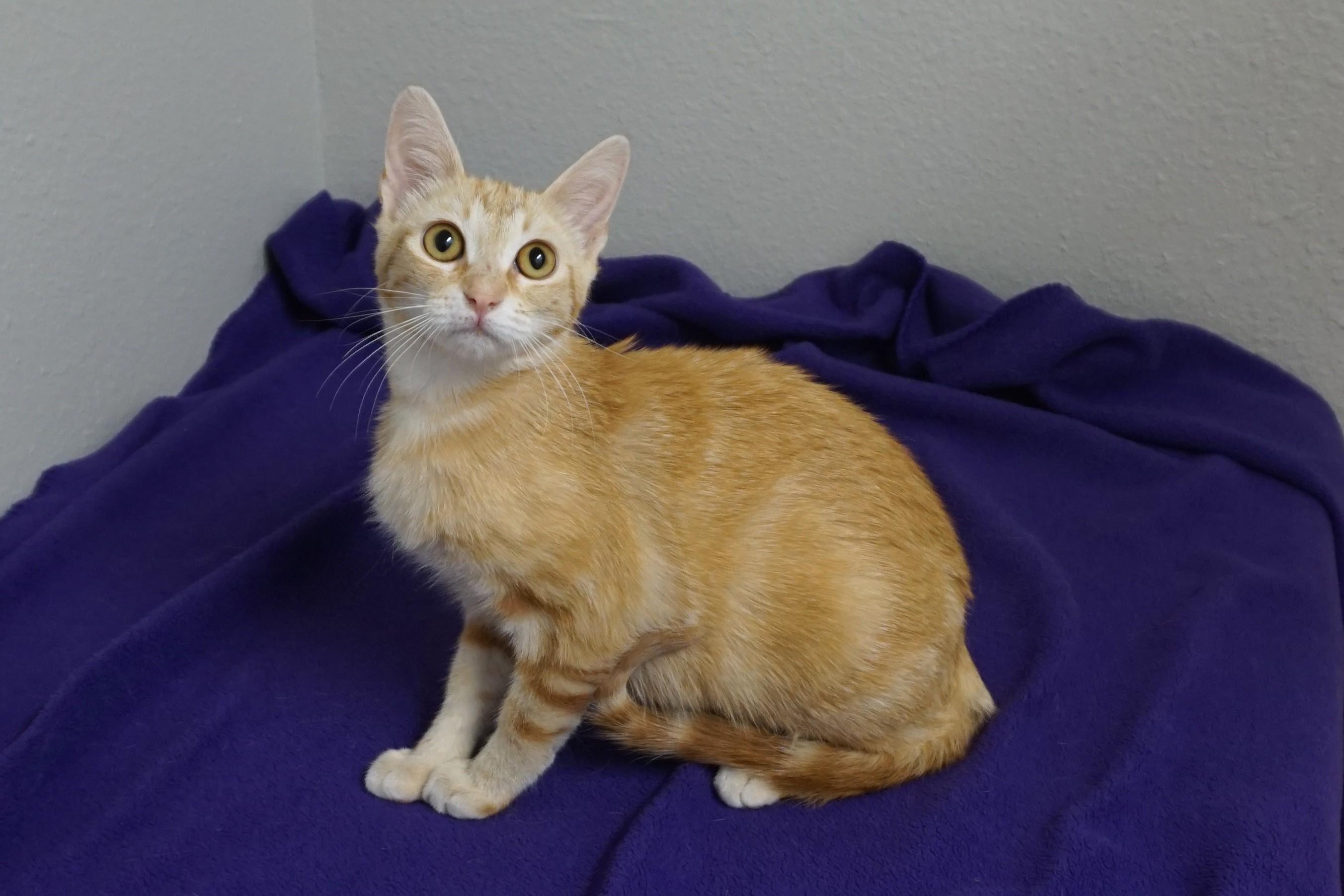 Salina, adopted, Young Female Domestic Short Hair.