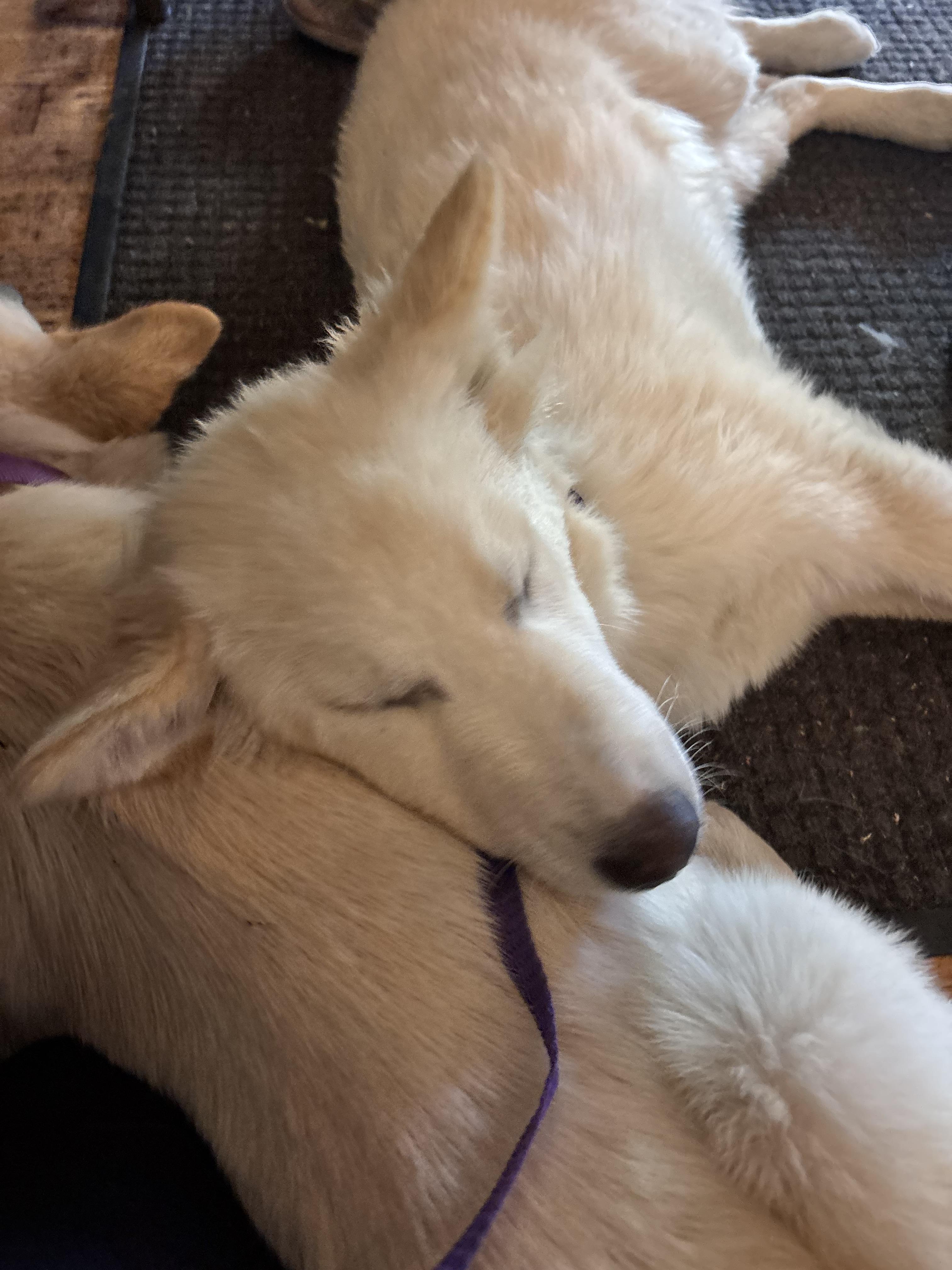 Goofy, Adoptable, Young Male Great Pyrenees.