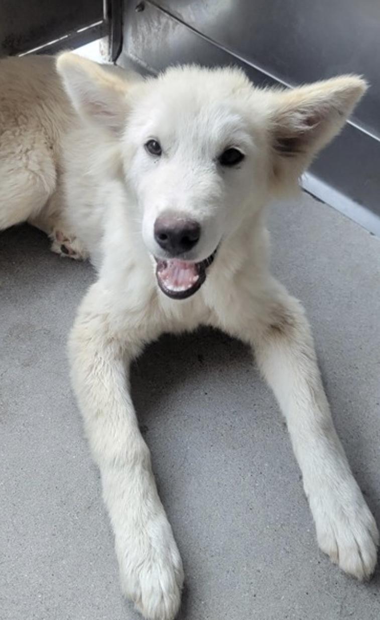 Goofy, a Adoptable mixed breed in San Diego, CA image 2/2