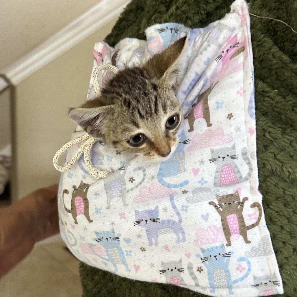 Hope, Adoptable, Kitten Female Domestic Short Hair.