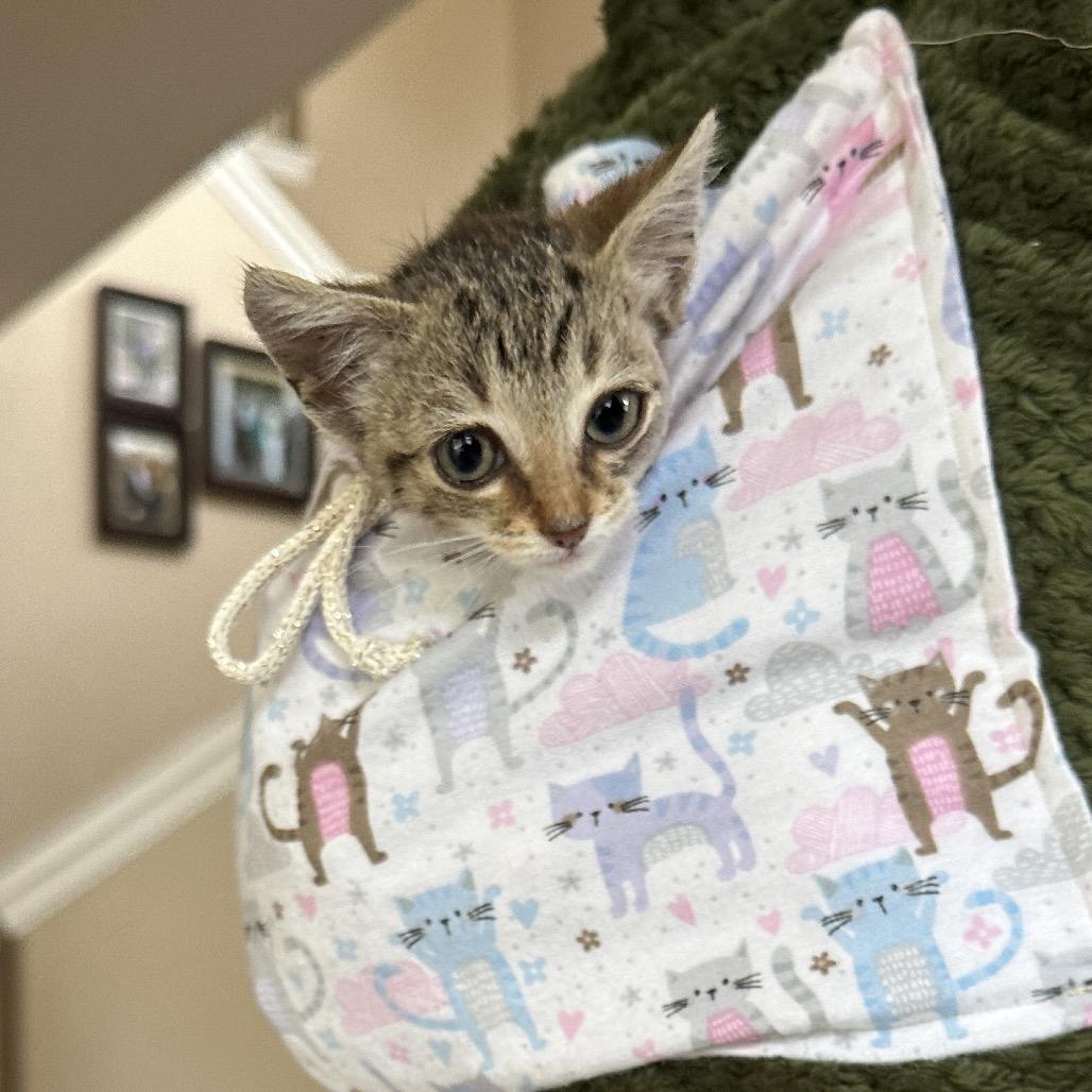 Enlarge Hope, a Adoptable Domestic Short Hair in Escondido, CA image 3/6