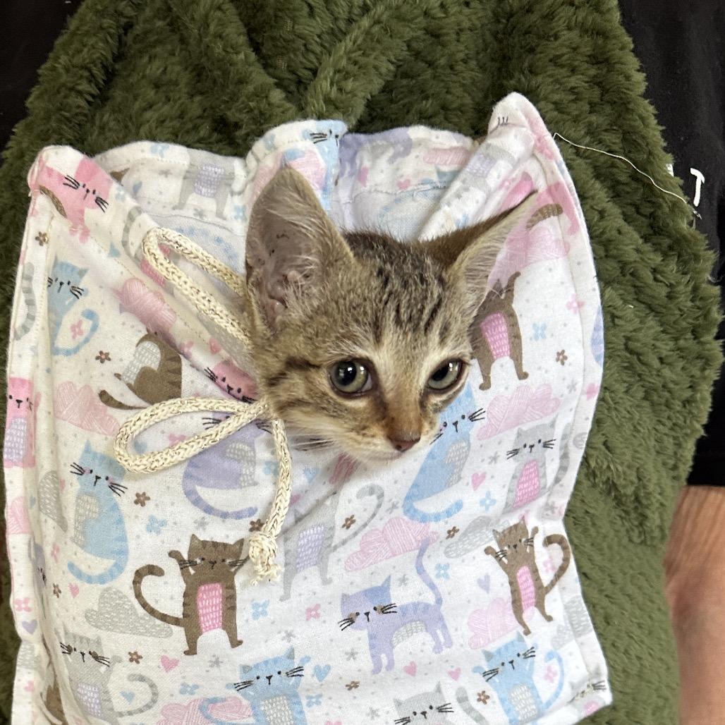 Enlarge Hope, a Adoptable Domestic Short Hair in Escondido, CA image 4/6
