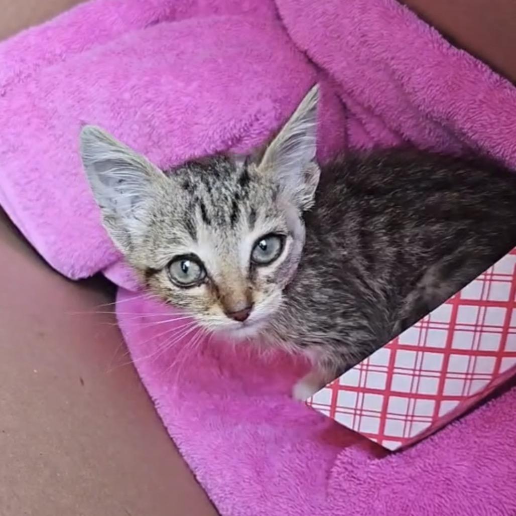 Enlarge Hope, a Adoptable Domestic Short Hair in Escondido, CA image 5/6