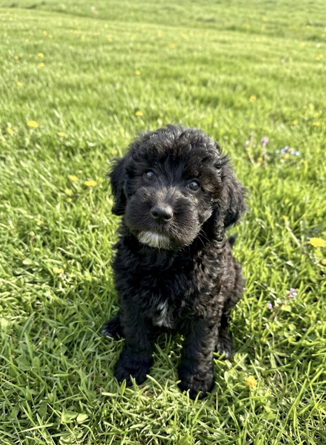 Gatsby, ADOPTABLE, Puppy Male Goldendoodle & Labradoodle.