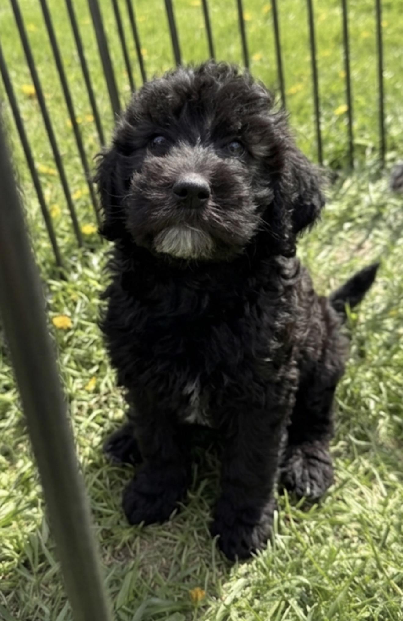 Enlarge Gatsby, a ADOPTABLE mixed breed in Hales corners, WI image 2/3
