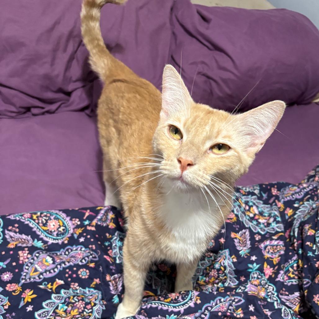 O'Malley, a Adoptable Domestic Short Hair in Long Beach, CA image 1/6