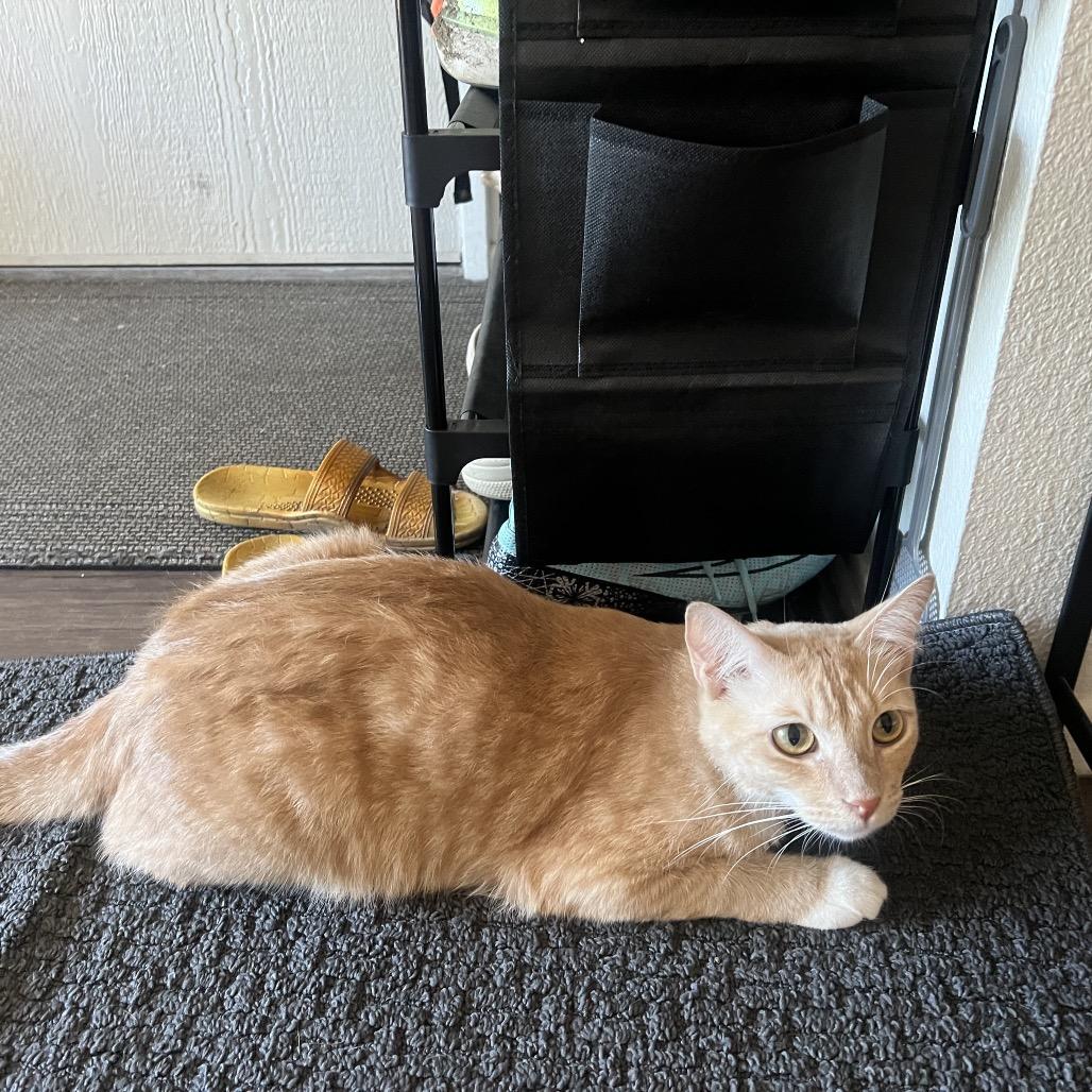 O'Malley, a Adoptable Domestic Short Hair in Long Beach, CA image 3/6