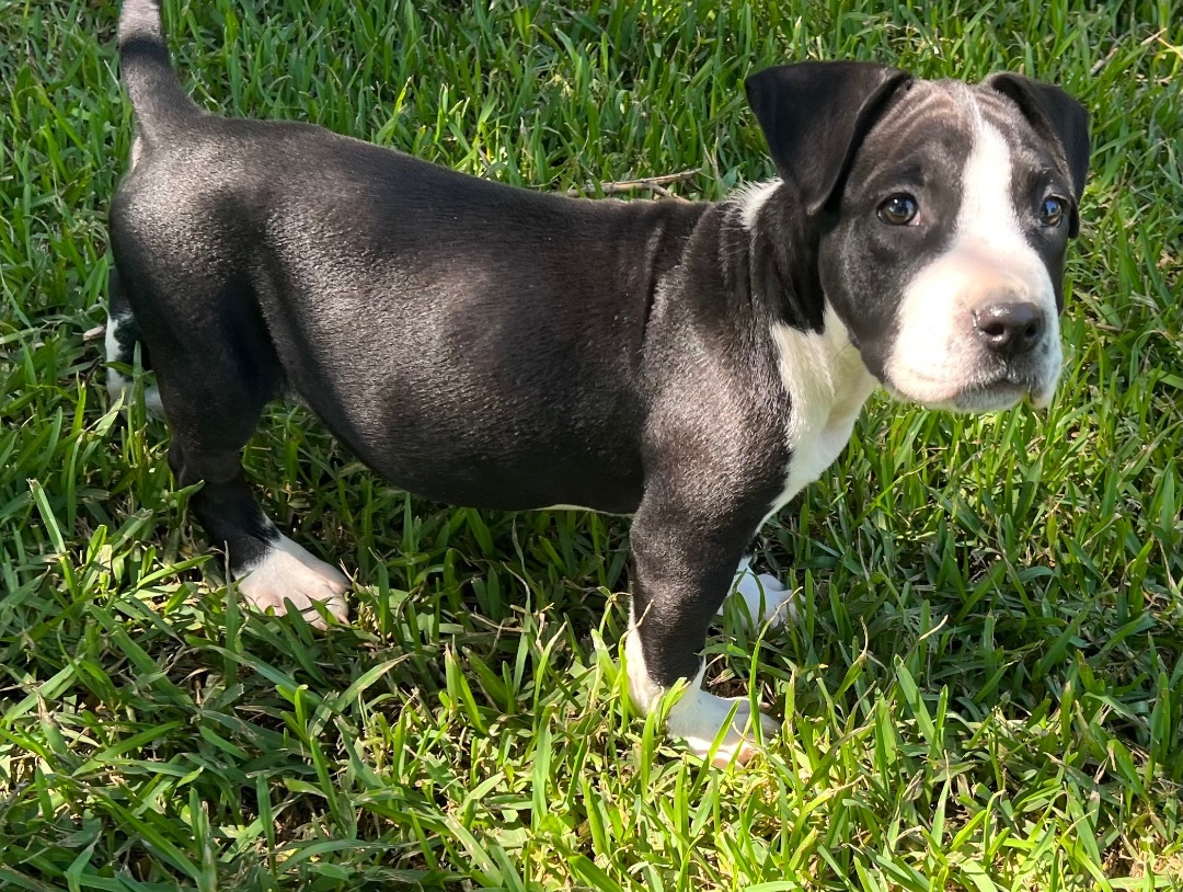 Enlarge Jeep , a Adopted Pit Bull Terrier in Chickamauga, GA image 1/7