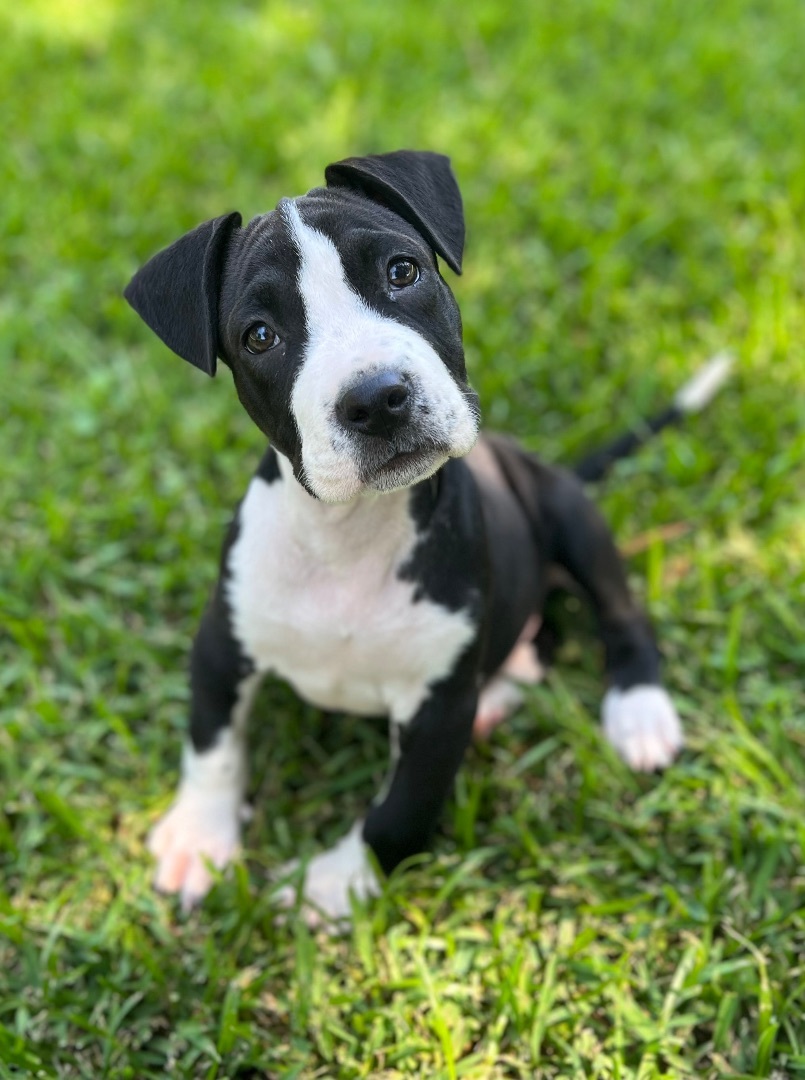 Enlarge Jeep , a Adopted Pit Bull Terrier in Chickamauga, GA image 2/7