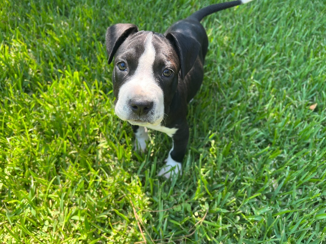 Enlarge Jeep , a Adopted Pit Bull Terrier in Chickamauga, GA image 3/7