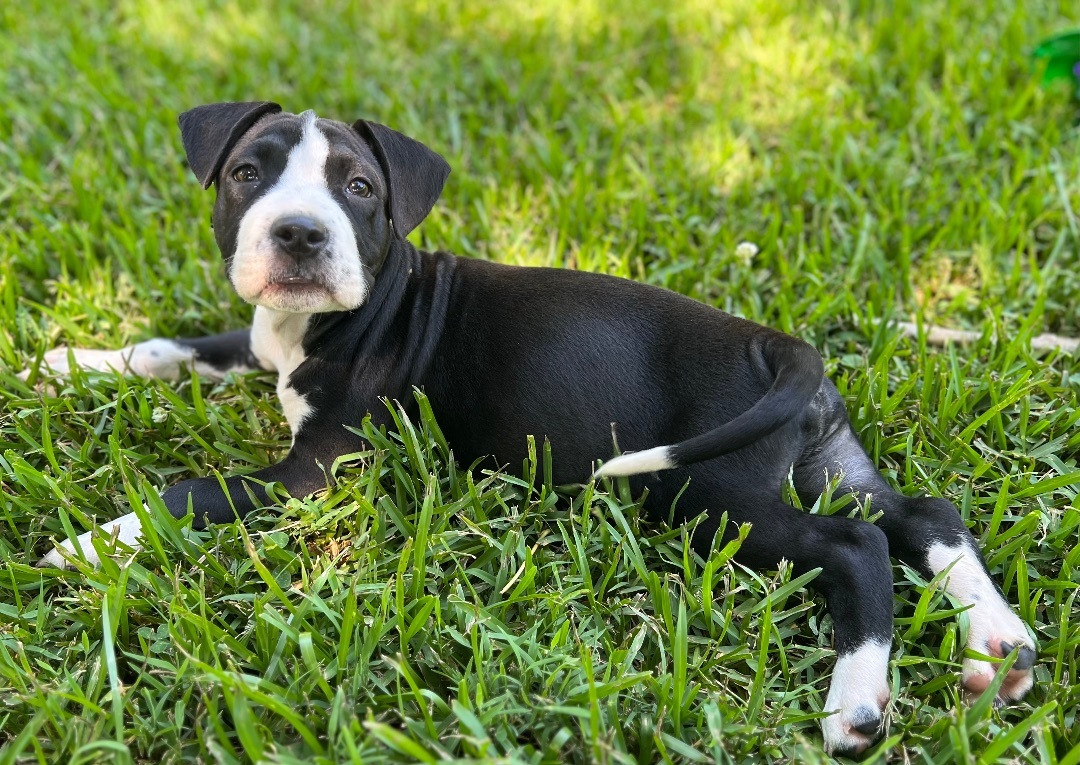 Enlarge Jeep , a Adopted Pit Bull Terrier in Chickamauga, GA image 4/7
