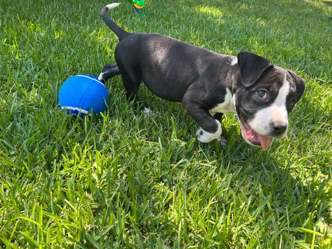 Enlarge Jeep , a Adopted Pit Bull Terrier in Chickamauga, GA image 5/7