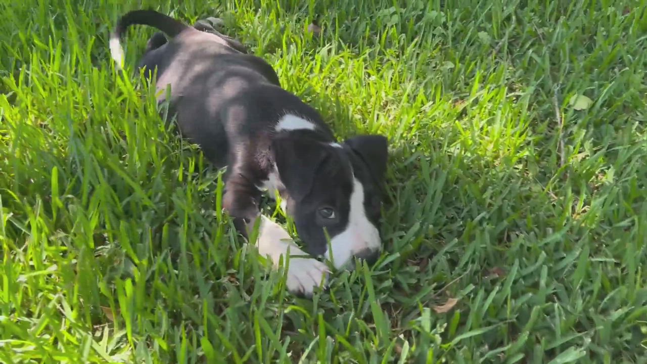 Enlarge Jeep , a Adopted Pit Bull Terrier in Chickamauga, GA video 7/7