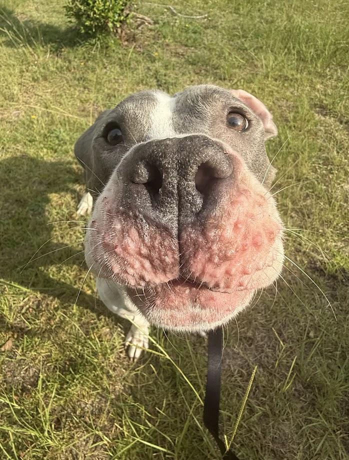 Enlarge Canyon (Foster/Adopter Needed By Jan 1st), a Adoptable American Bulldog in Columbia, SC image 3/6