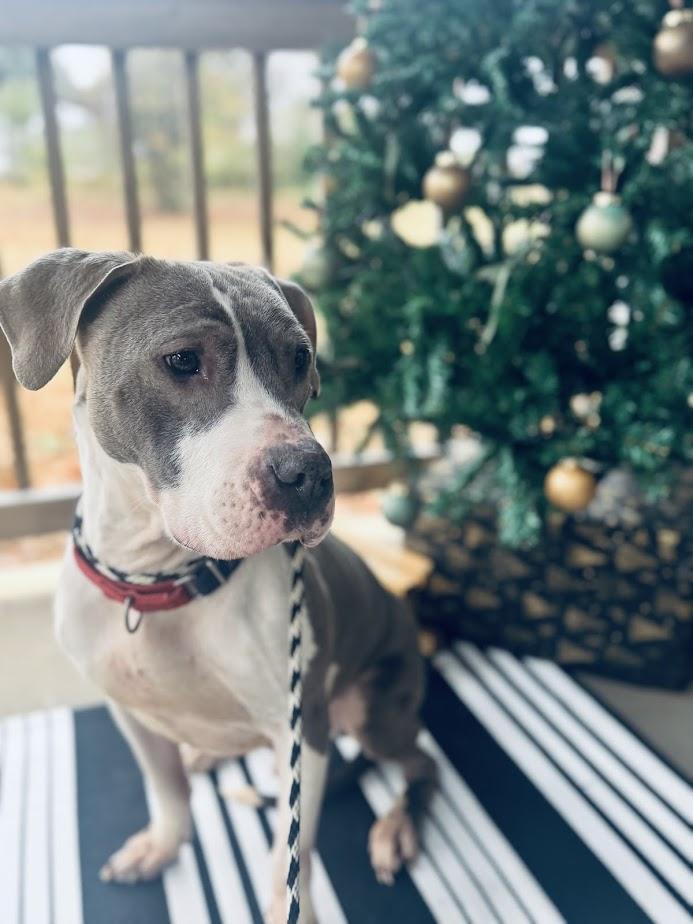 Enlarge Canyon (Foster/Adopter Needed By Jan 1st), a Adoptable American Bulldog in Columbia, SC image 4/6