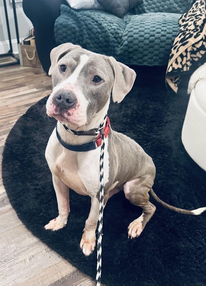 Enlarge Canyon (Foster/Adopter Needed By Jan 1st), a Adoptable American Bulldog in Columbia, SC image 5/6