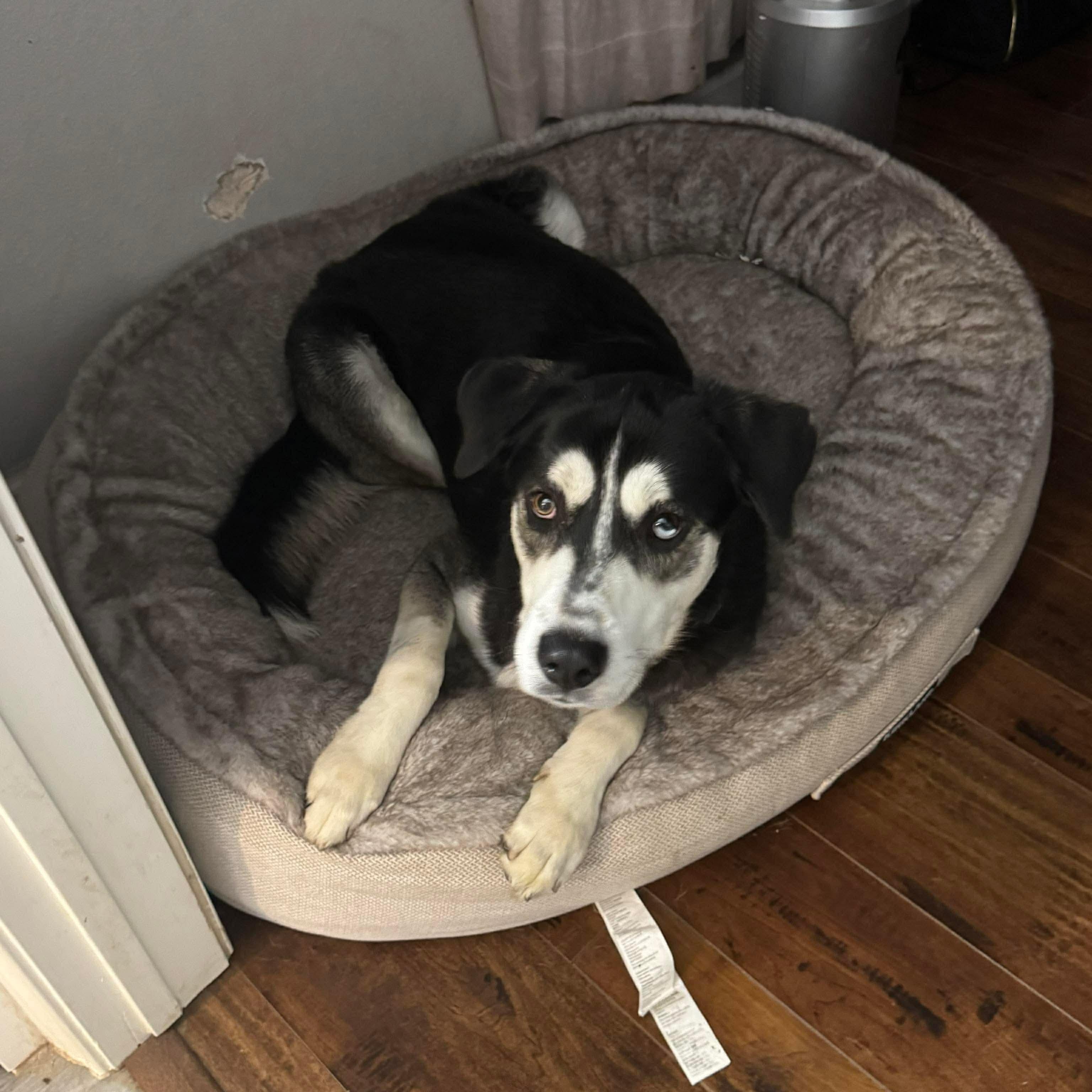 Ivan, a Adoptable mixed breed in Humble, TX image 2/6