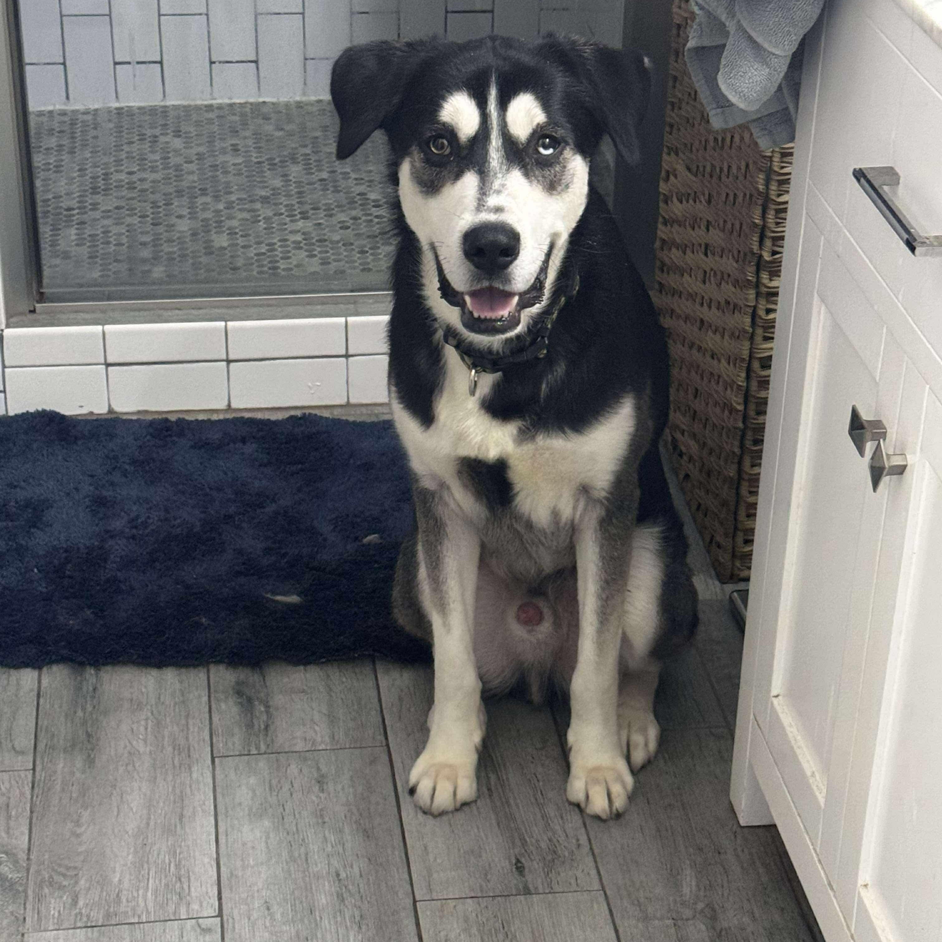 Ivan, Adoptable, Adult Male Siberian Husky & Border Collie.