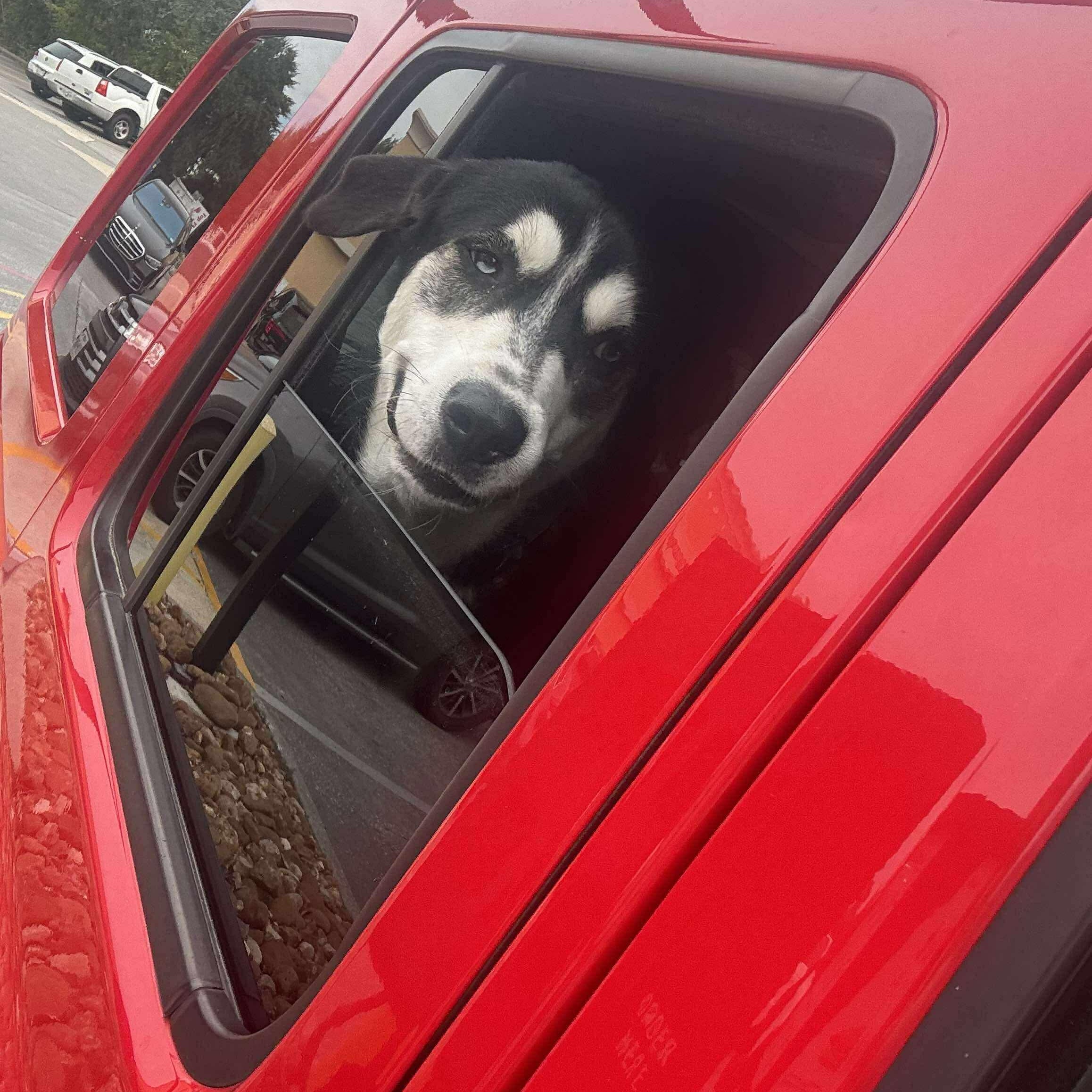 Ivan, a Adoptable mixed breed in Humble, TX image 4/6