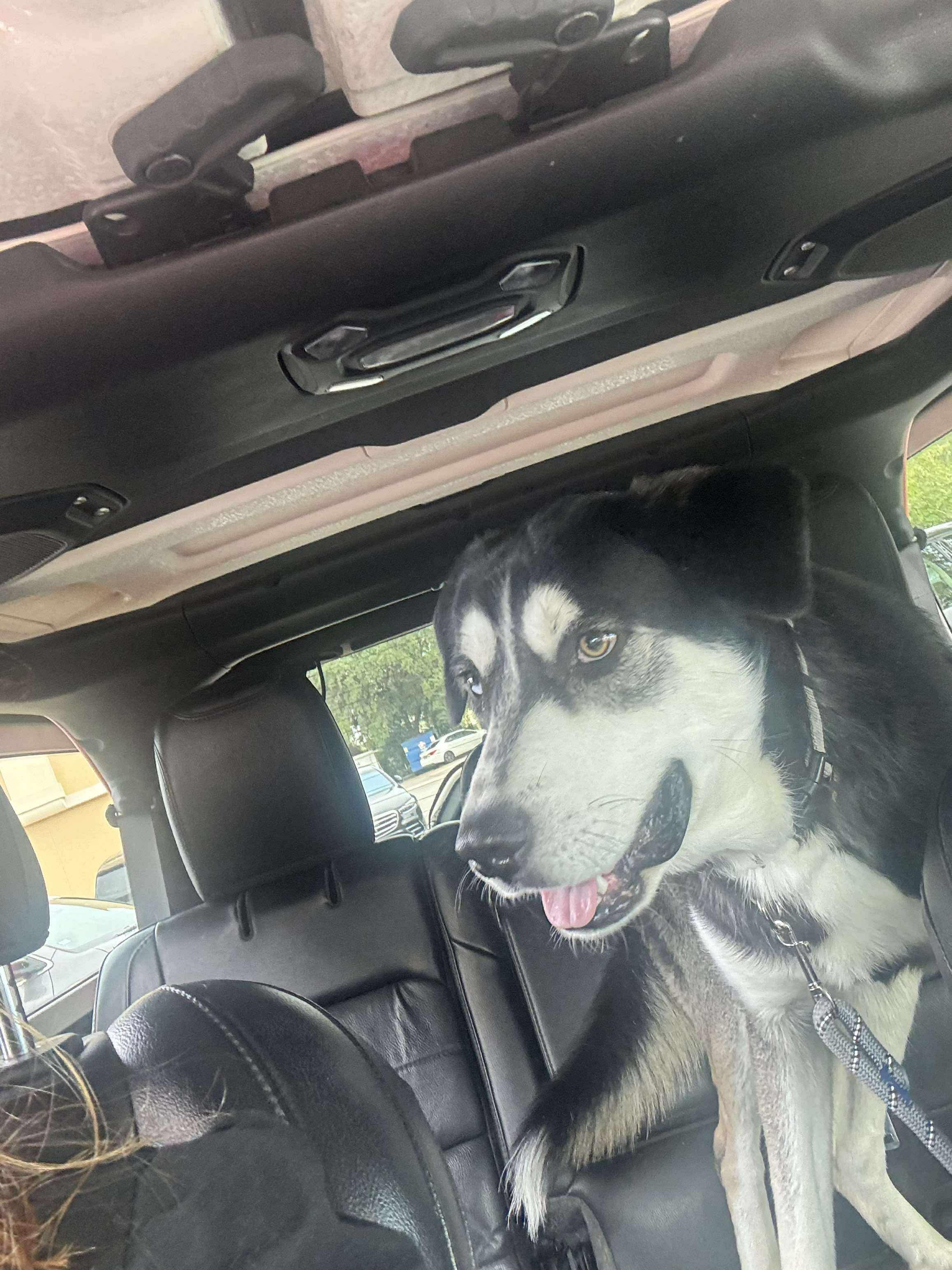 Ivan, a Adoptable mixed breed in Humble, TX image 5/6