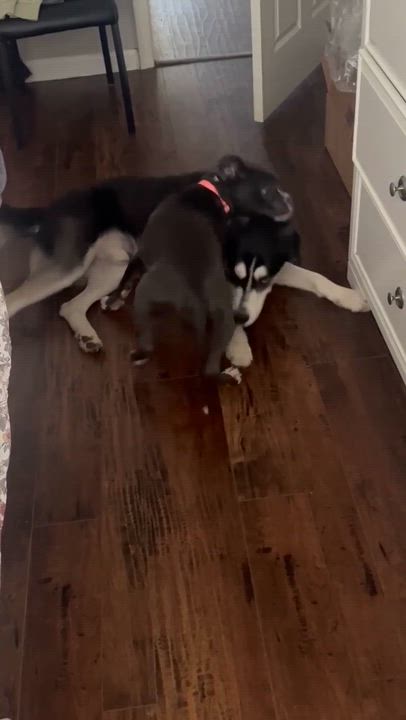 Enlarge Ivan, a Adoptable mixed breed in Humble, TX video 6/6