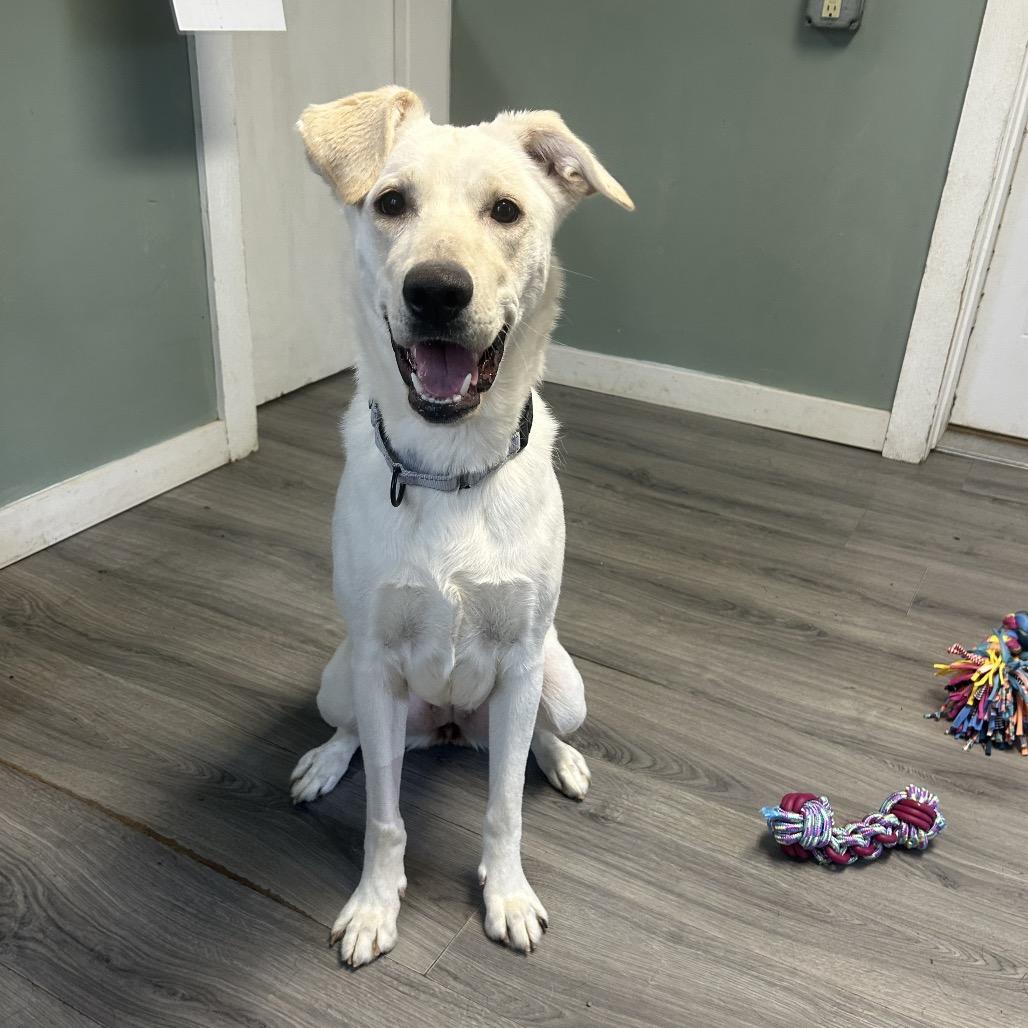 Winnie, Adoptable, Young Female Labrador Retriever.