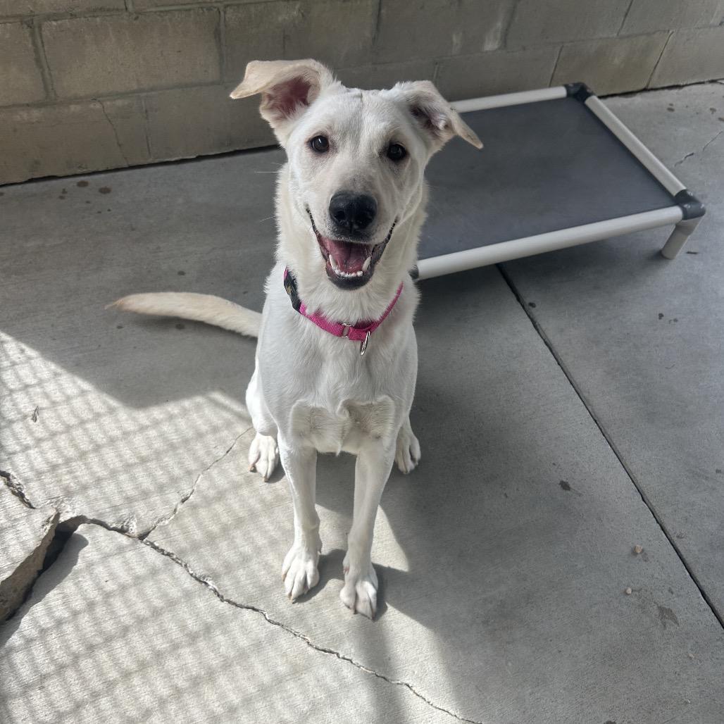 Enlarge Winnie, a Adoptable Labrador Retriever in Greenville, PA image 3/6
