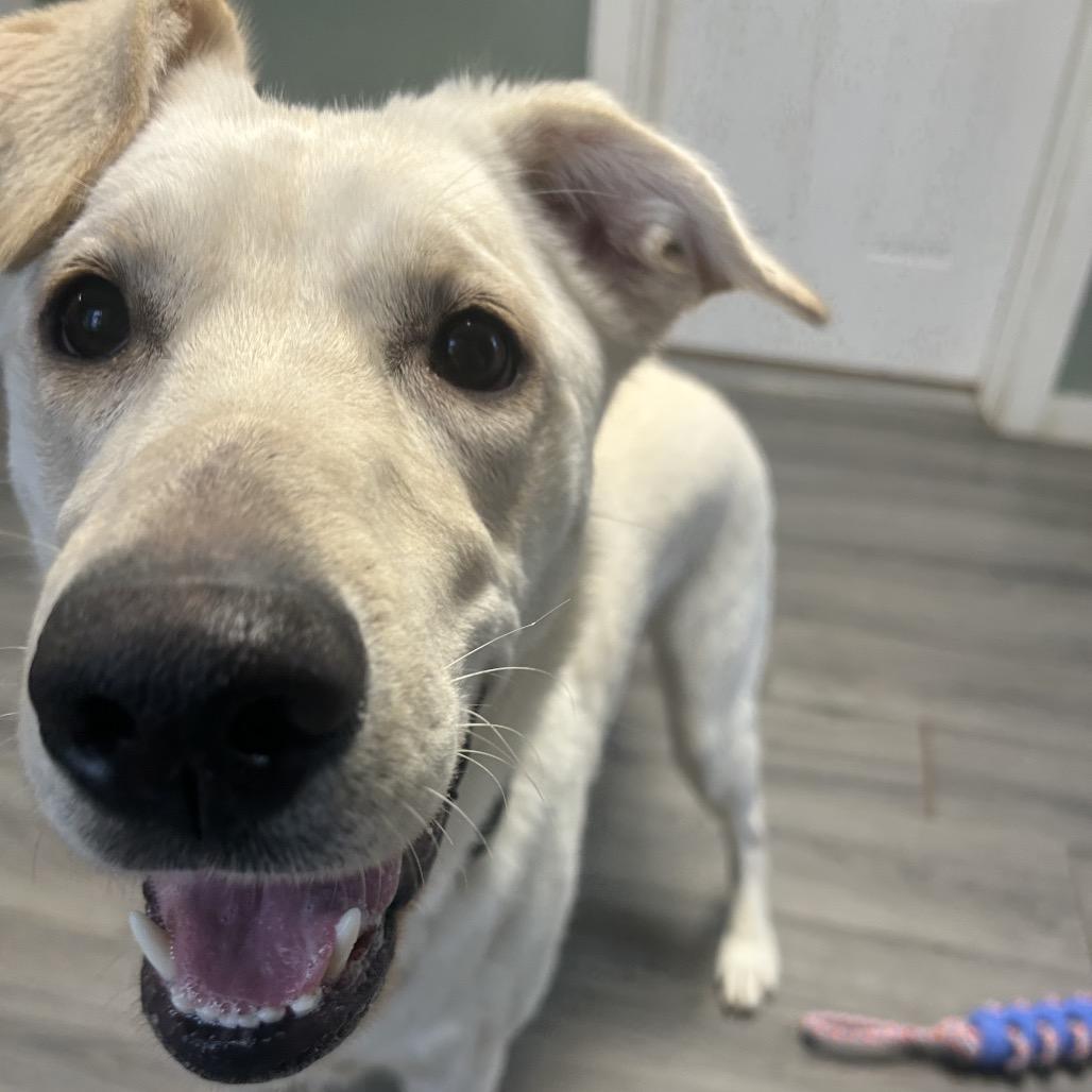 Enlarge Winnie, a Adoptable Labrador Retriever in Greenville, PA image 4/6